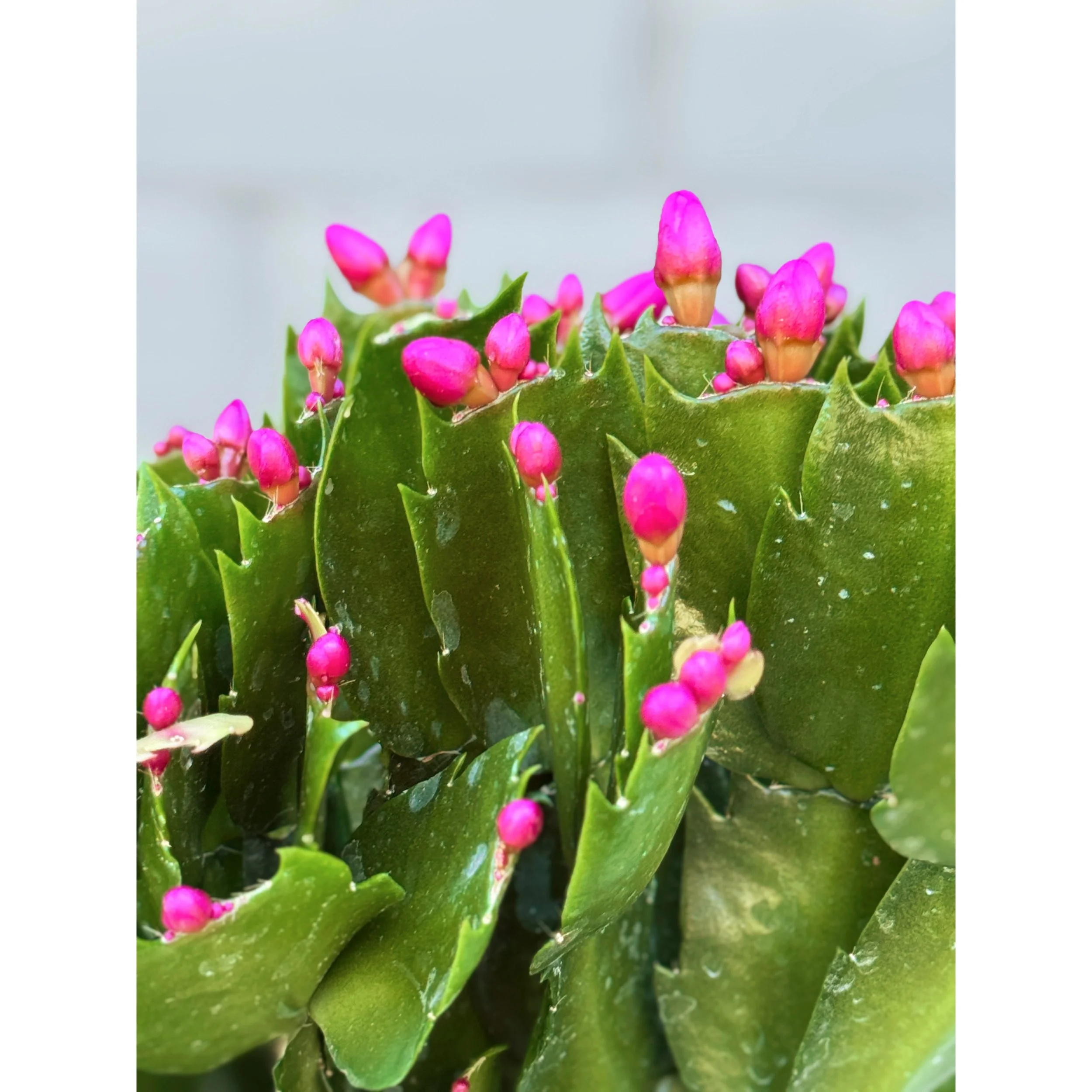 Holiday Cactus 'Purple'