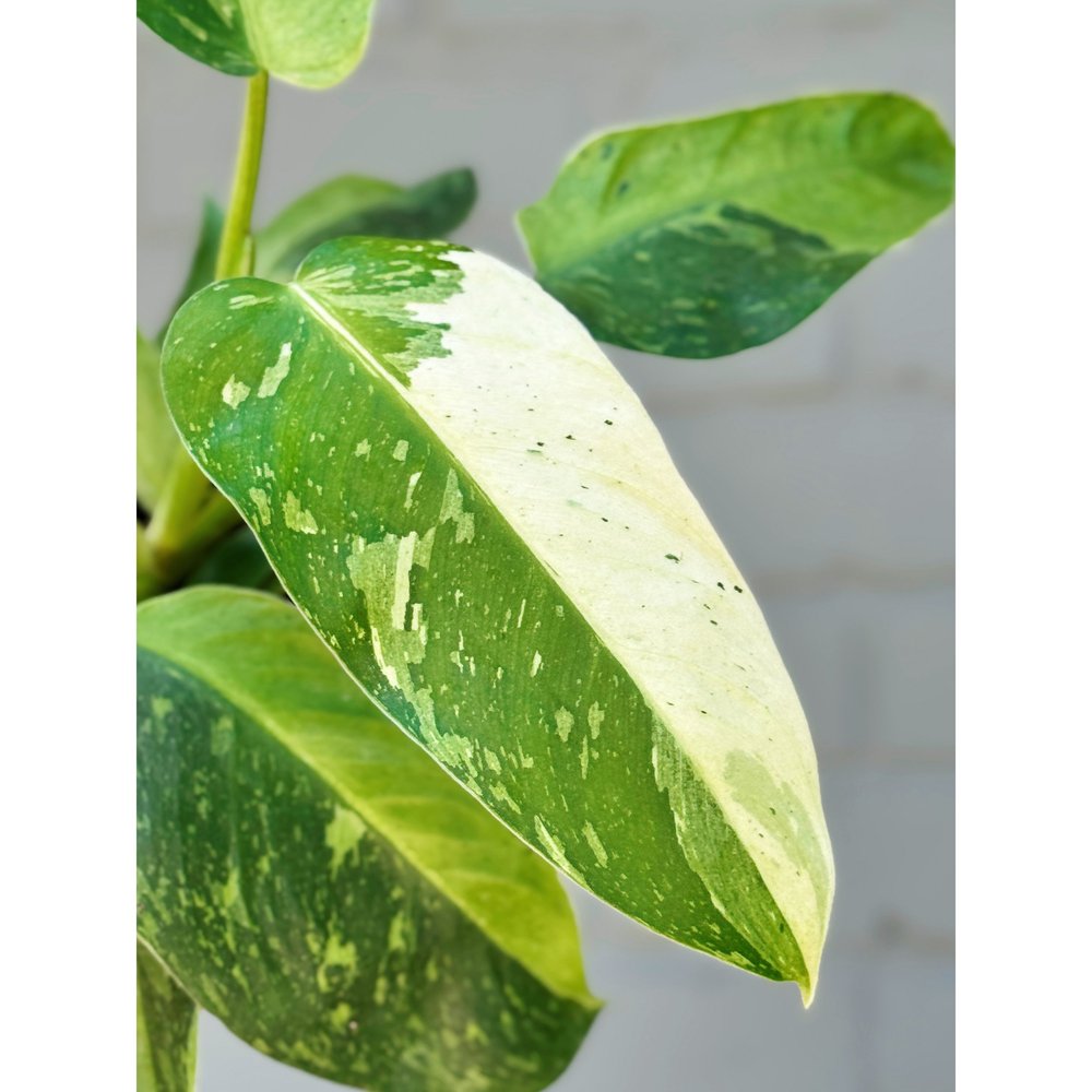 Philodendron 'Jose Buono' 6