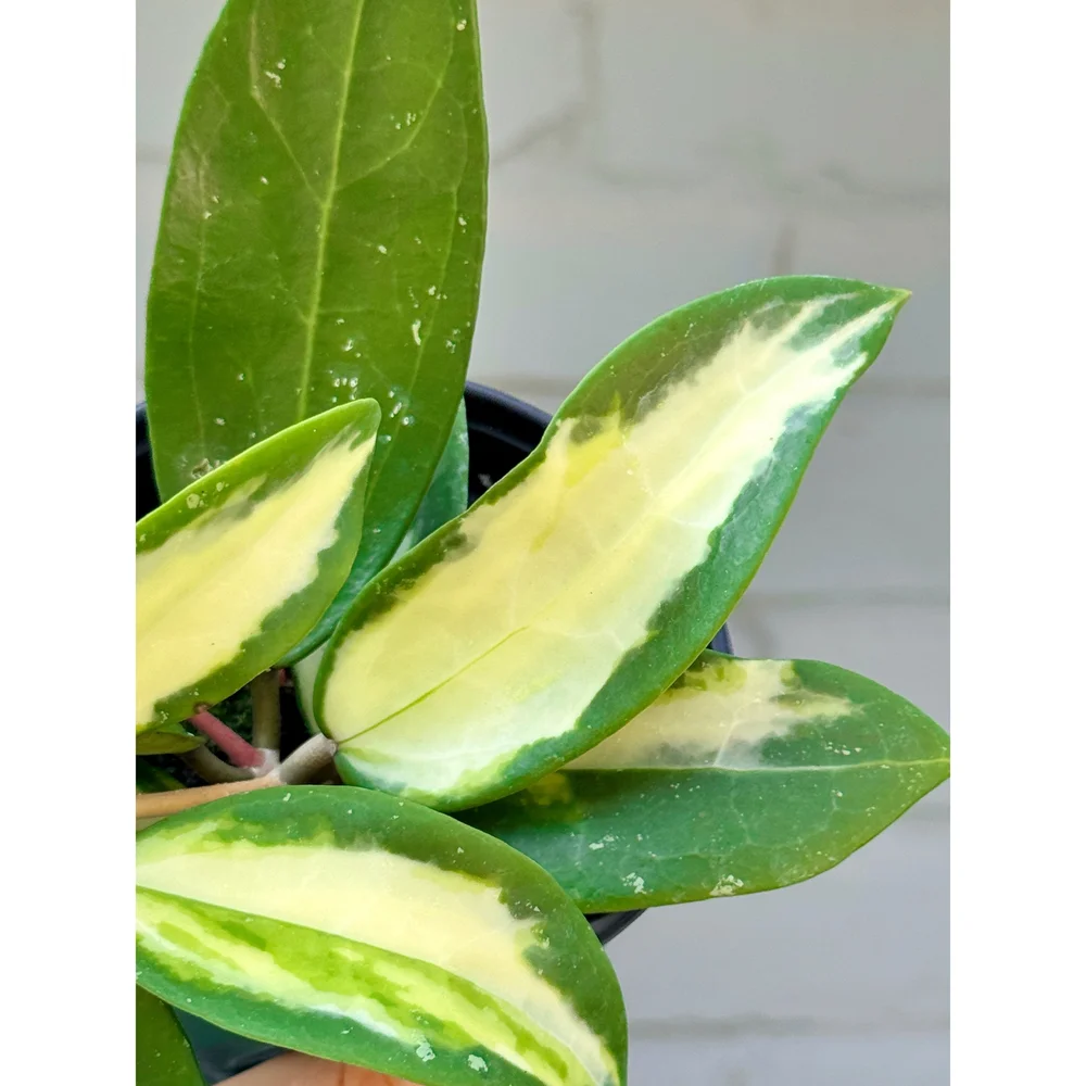 Hoya Acuta Inner Variegated 4"  Stayin' Alive Succulents
