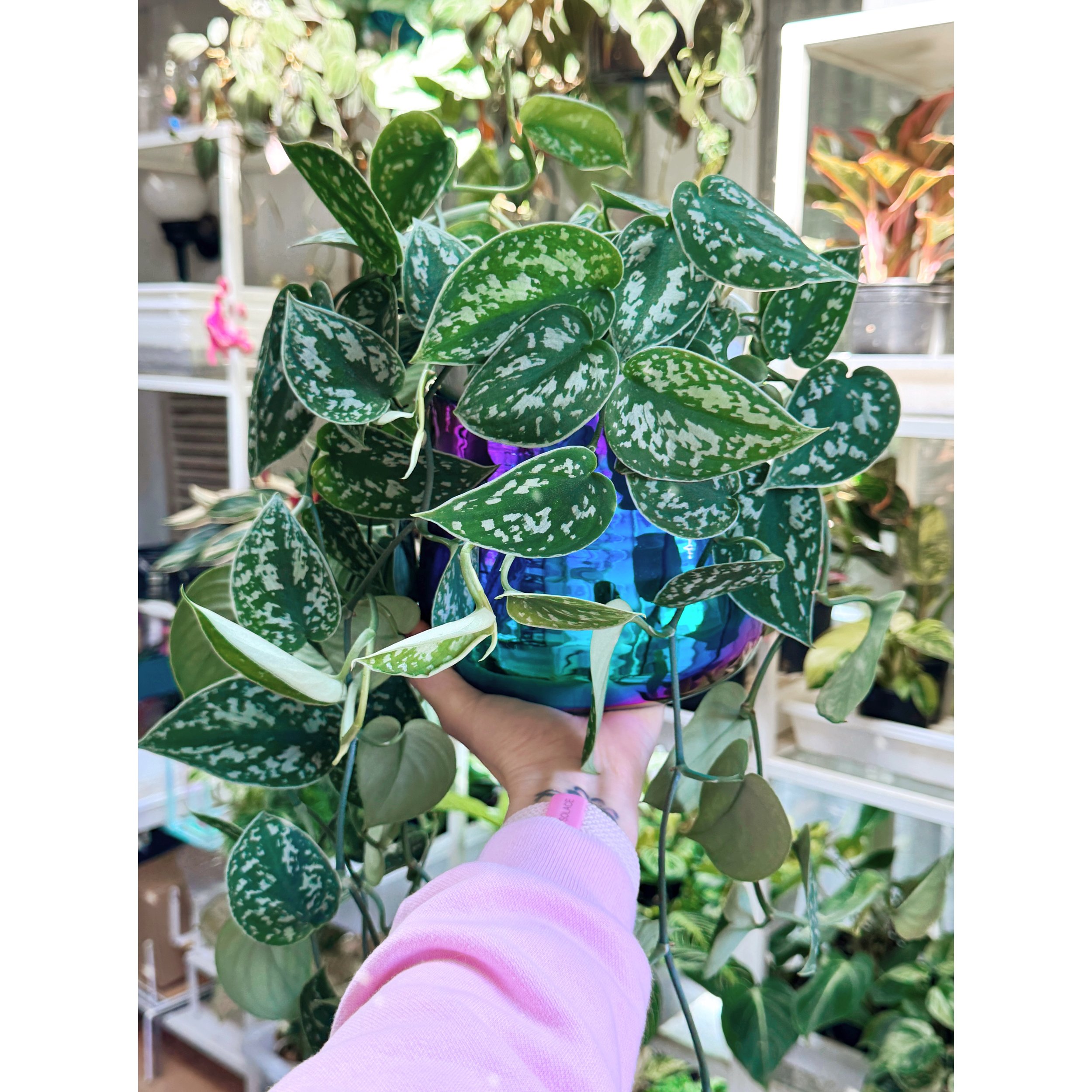 Scindapsus Pictus 'Silvery Ann' in Tegan Pot