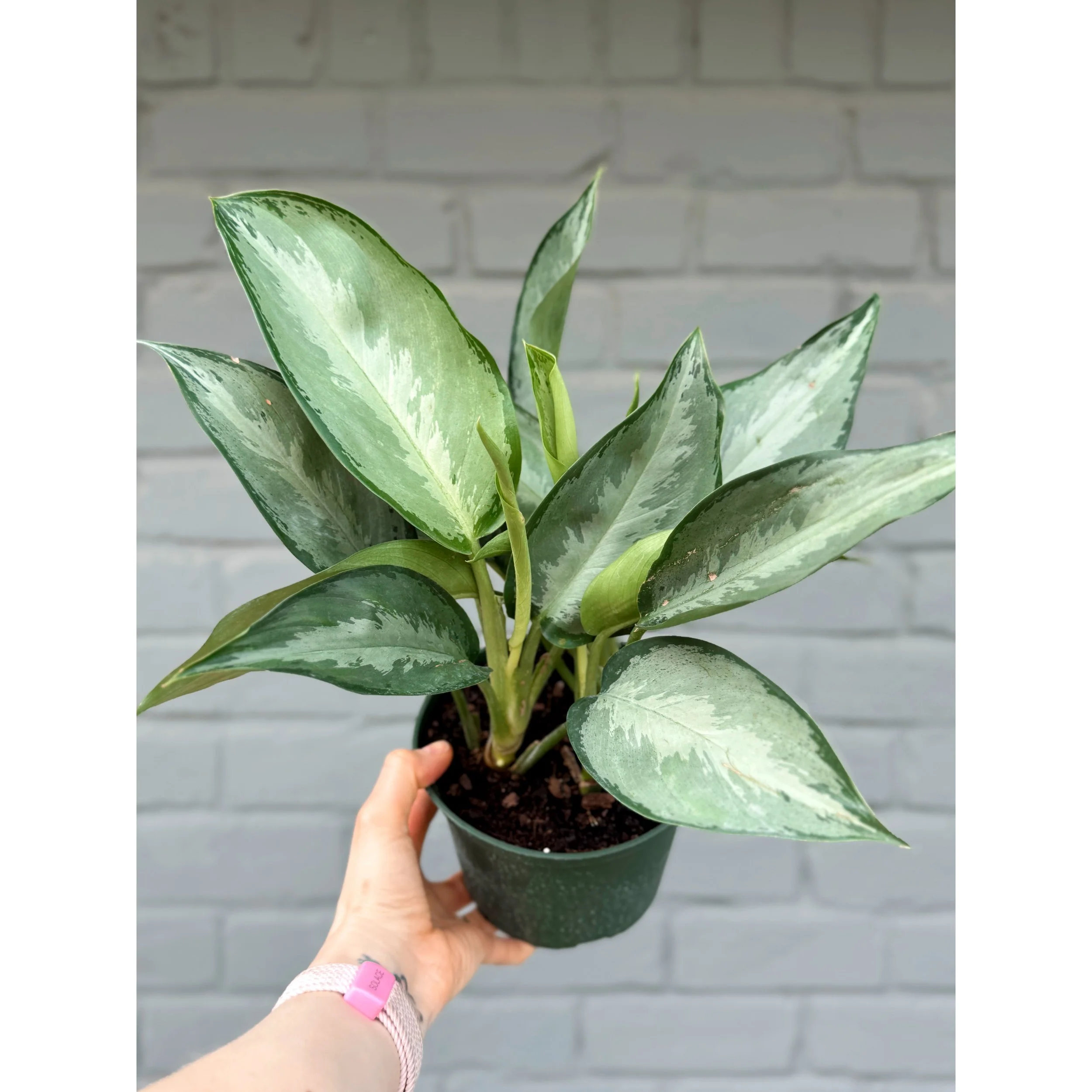 Aglaonema Hybrid 'Silverado' 6"