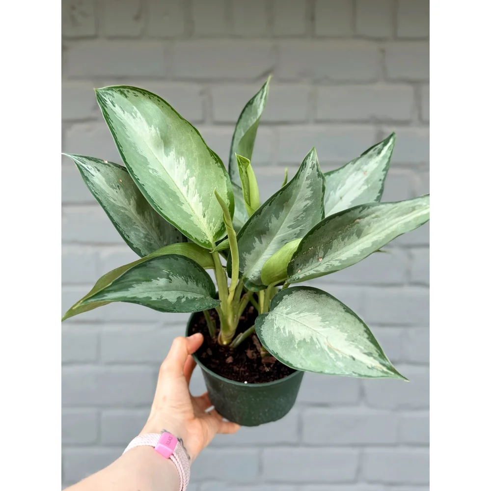 Aglaonema Hybrid 'Silverado' 6