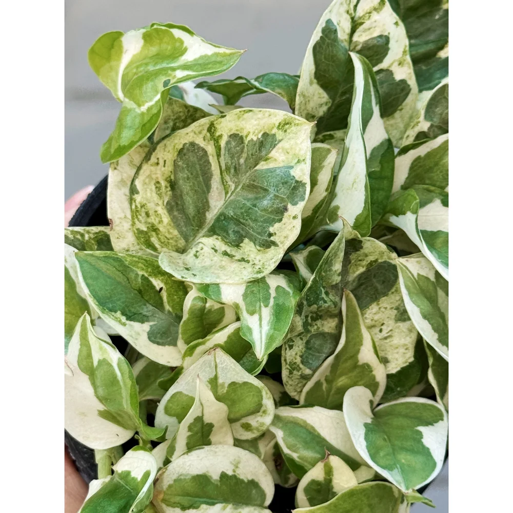Pothos 'Pearls and Jade'  Stayin' Alive Succulents