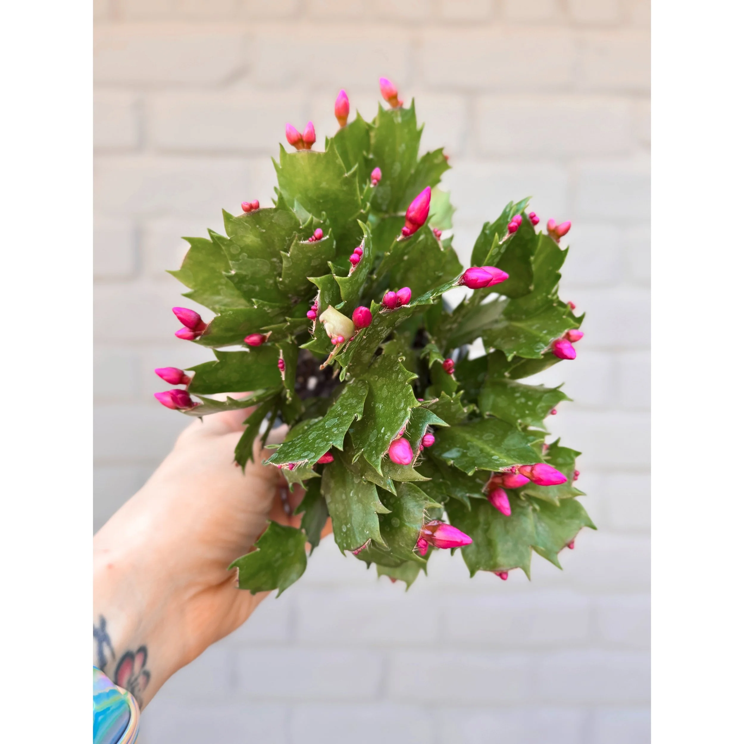 Holiday Cactus 'Exotic Dancer' (Bright Rose Red)