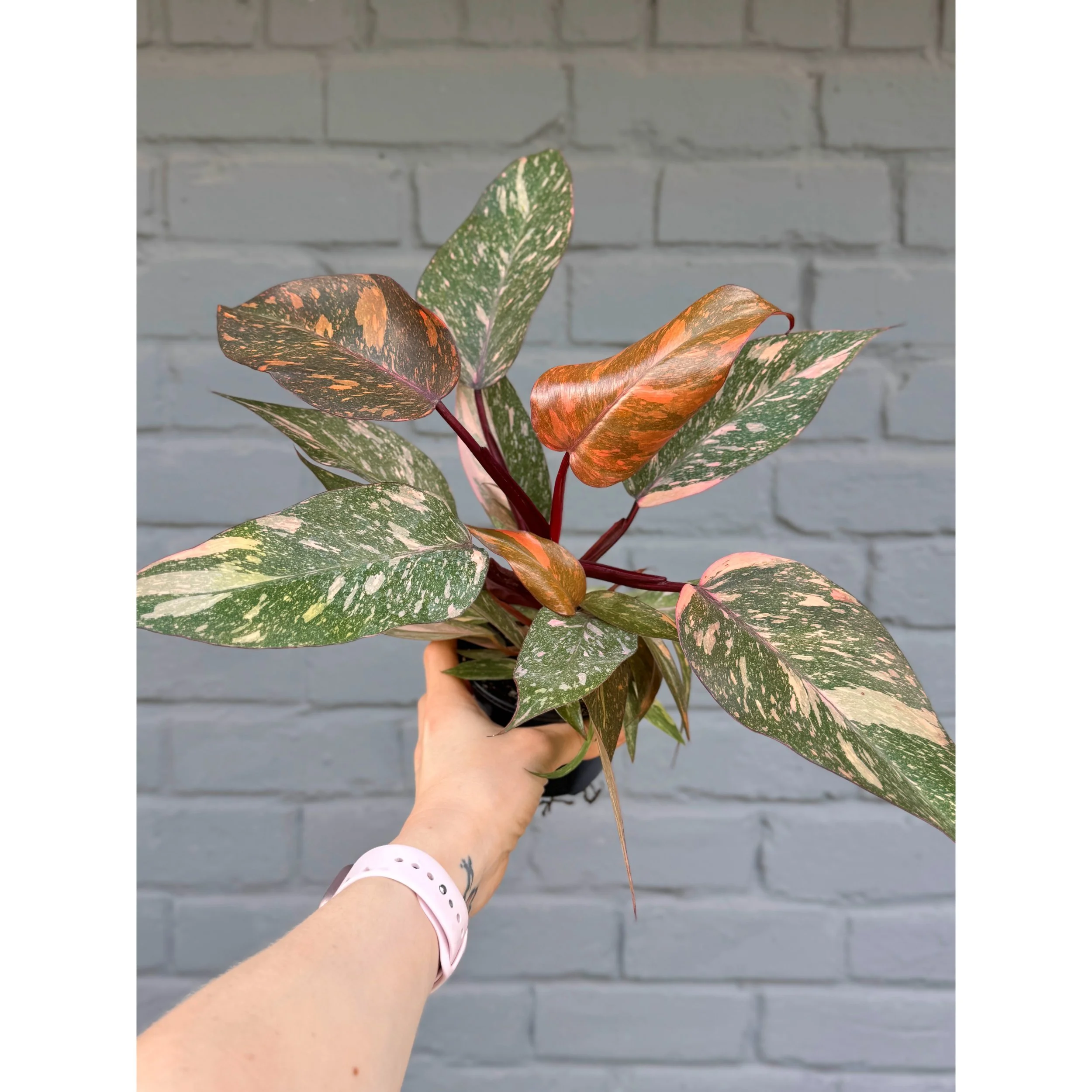 Philodendron ‘Orange Princess Galaxy’