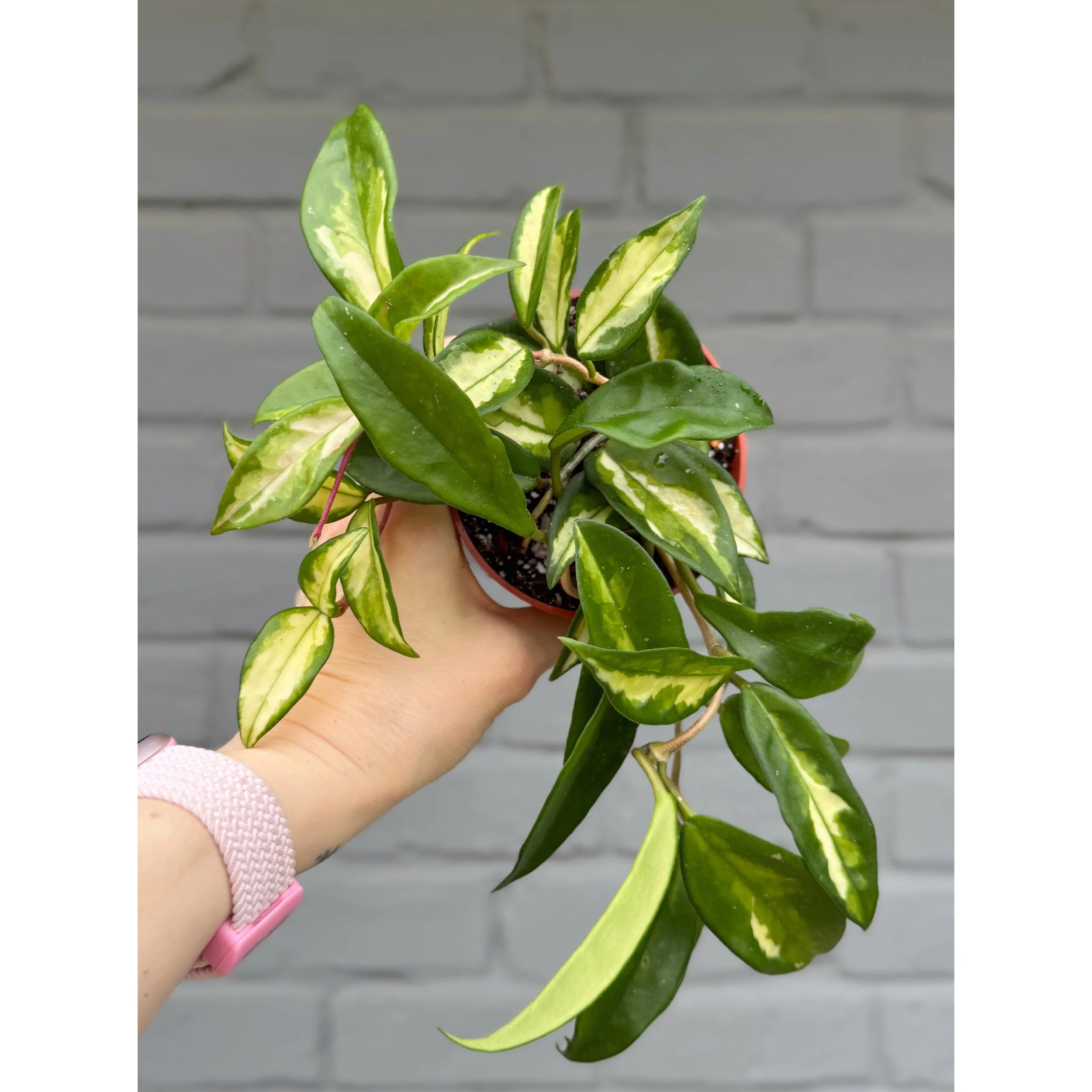 Hoya Carnosa Tricolor 'Krimson Princess' 4"