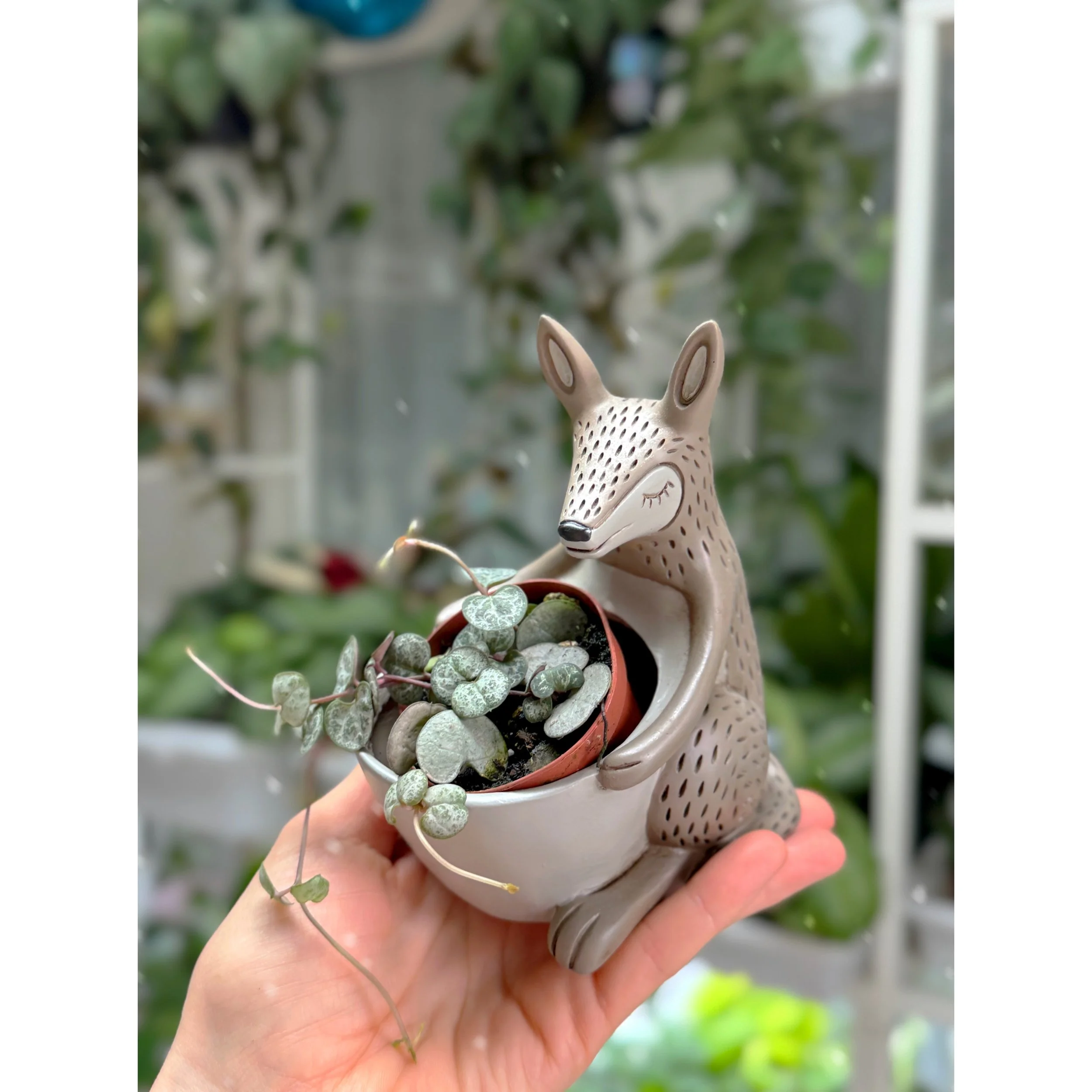 Ceropegia Woodii 'Silver Glory' String of Hearts in Baby Kangaroo Planter