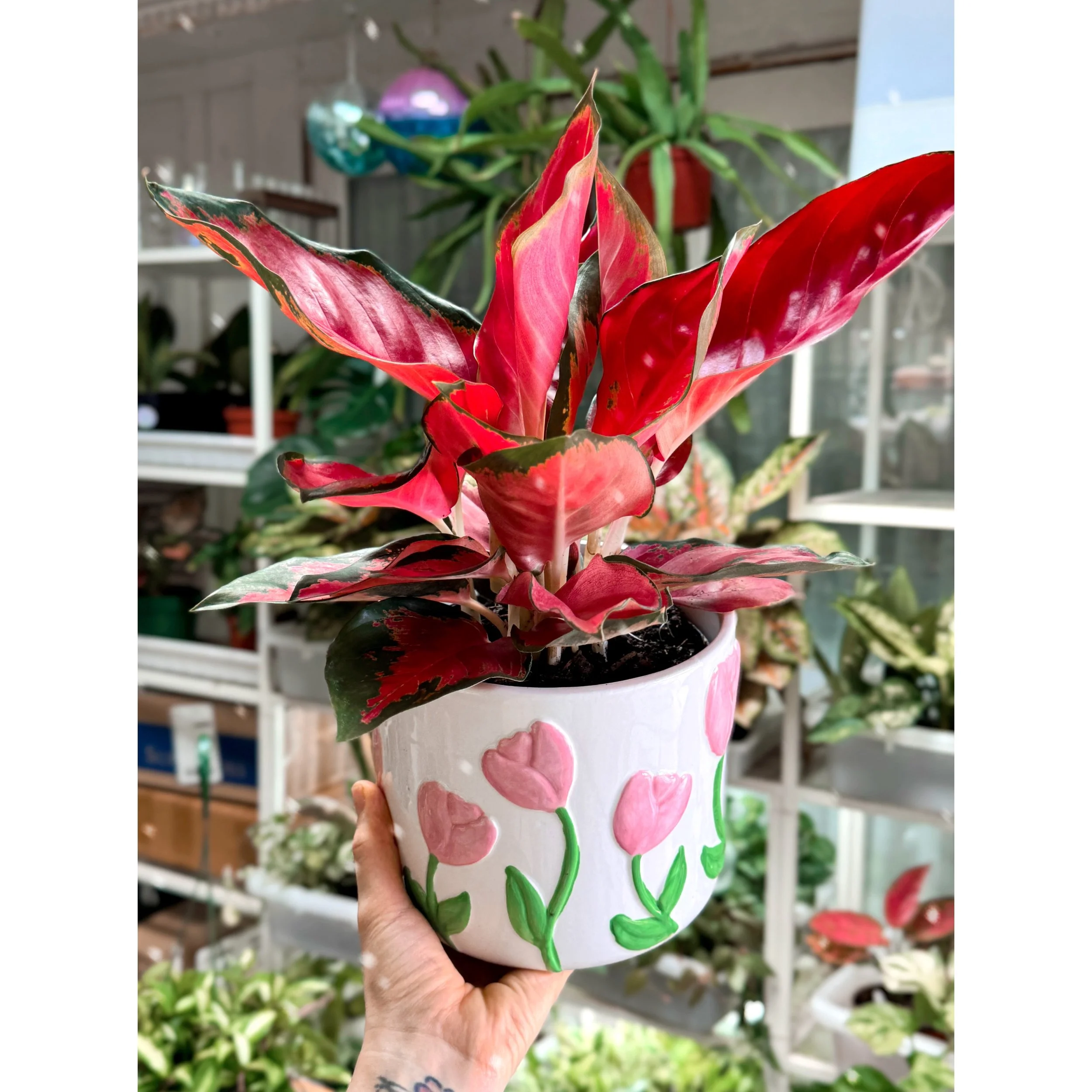 Aglaonema Hybrid 'Eastern Red' in Tulip Pot