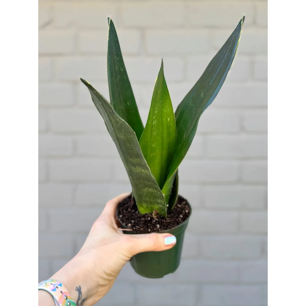 Sansevieria 'Black Diamond' 4