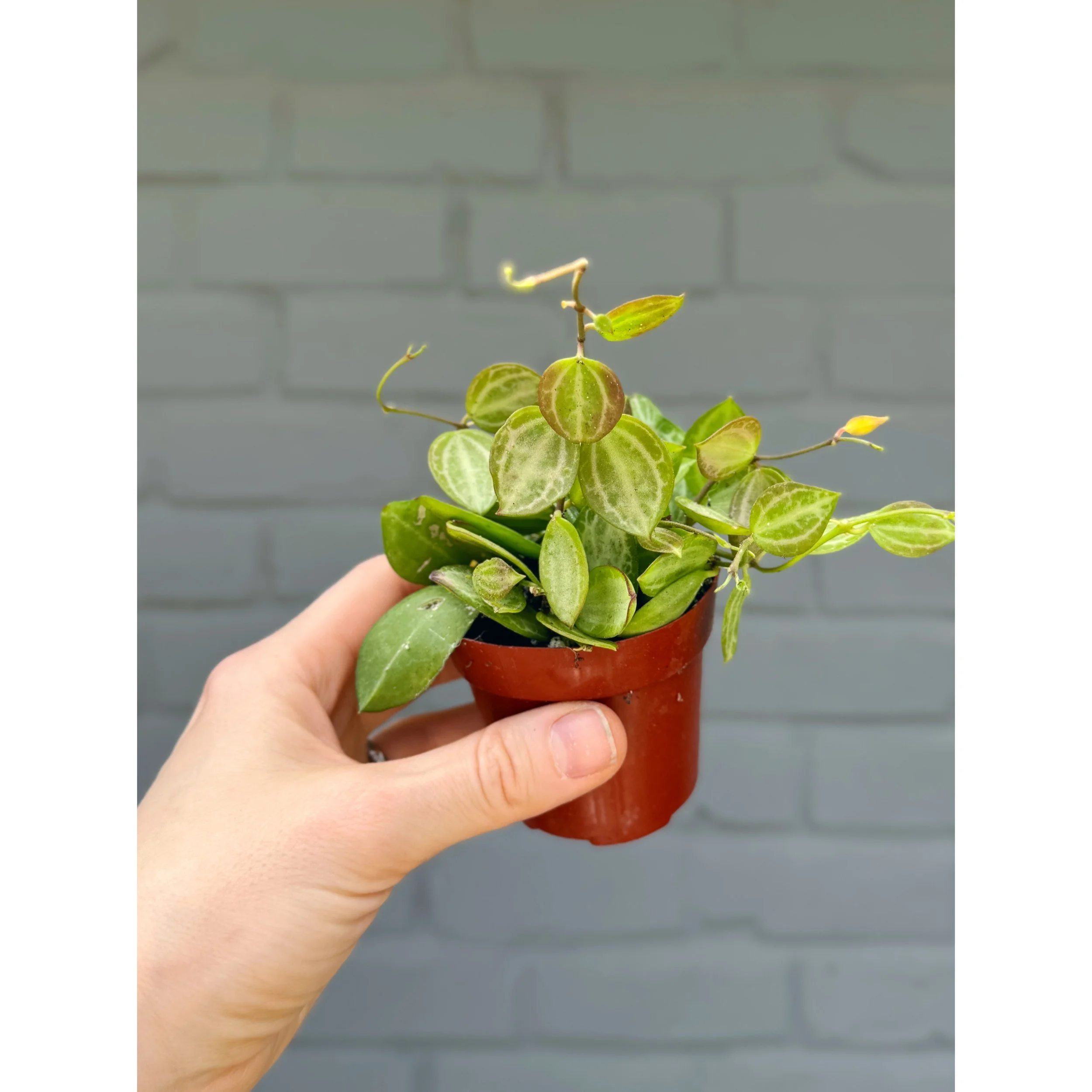 Dischidia Ovata 'Watermelon' 3"