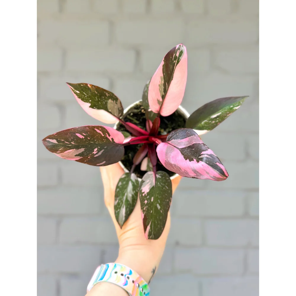 Philodendron Pink Princess 4
