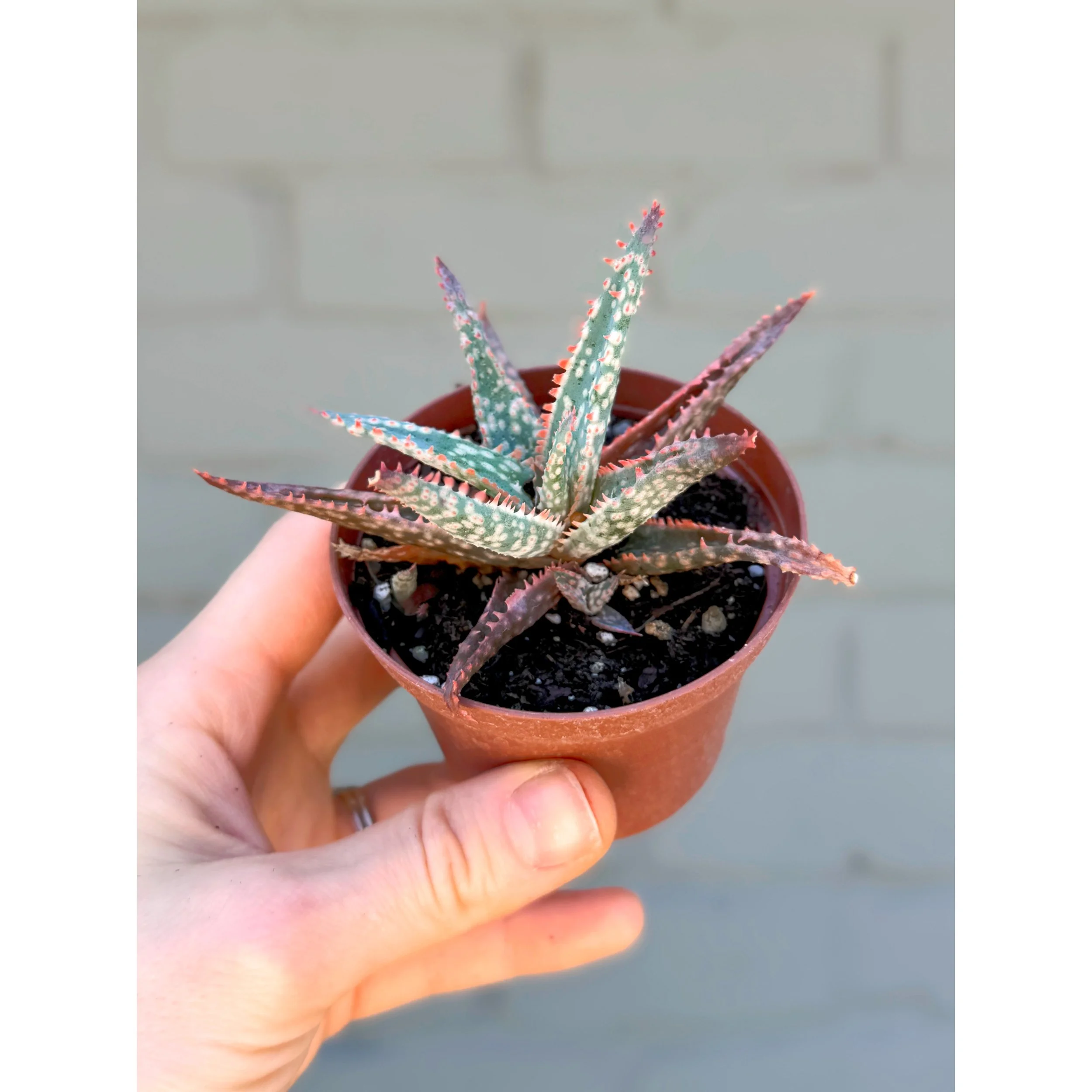 Aloe Hybrid 'Christmas Carol'
