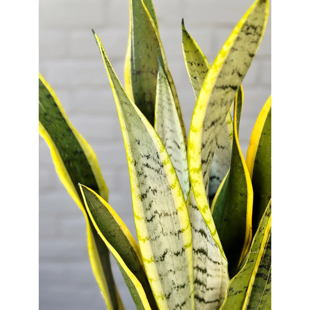 Sansevieria Silver Laurentii 8"  Stayin' Alive Succulents