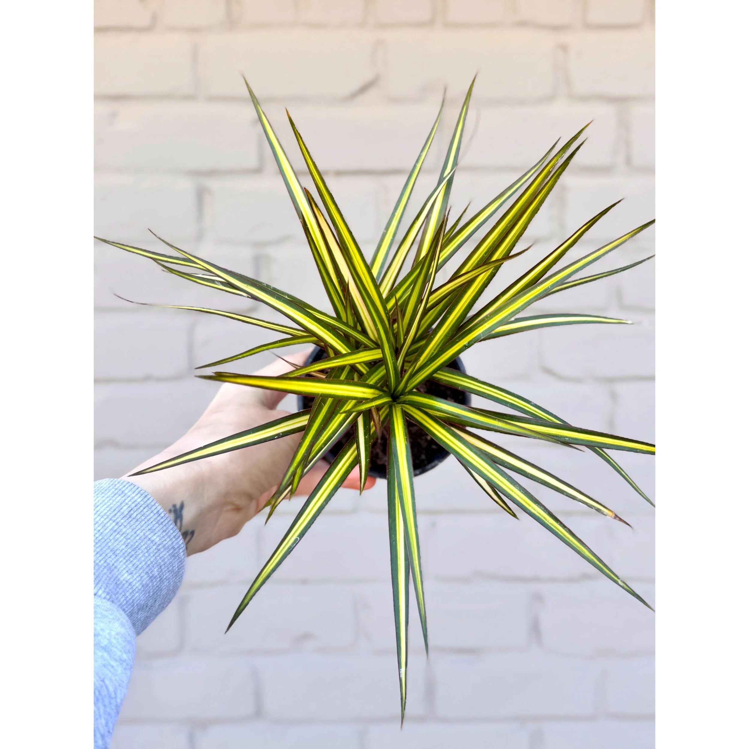 Dracaena Marginata