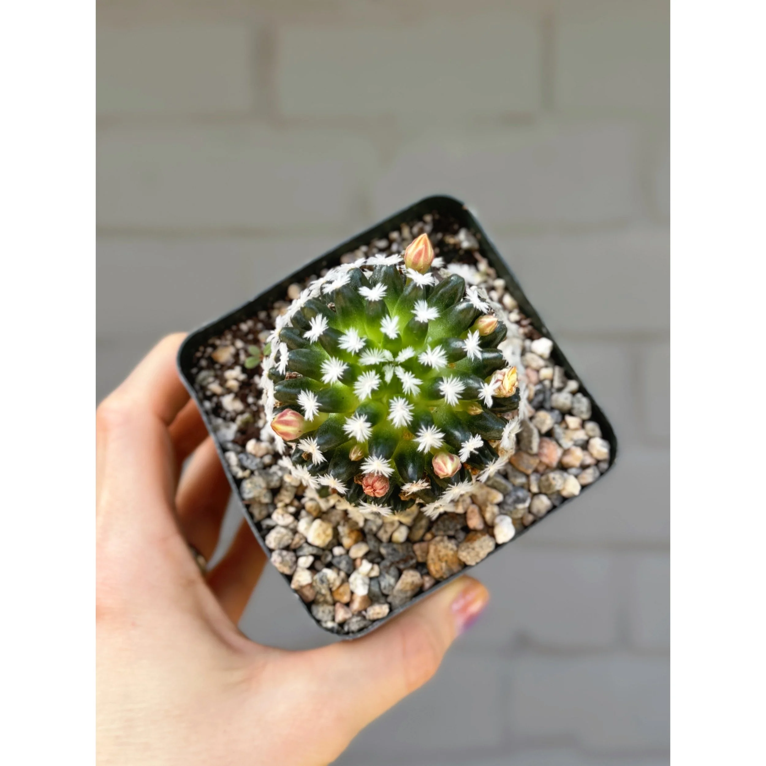 Mammillaria Duwei