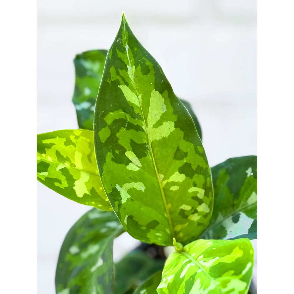 Aglaonema Pictum Tricolor 'Camo' 4” — Stayin' Alive Succulents