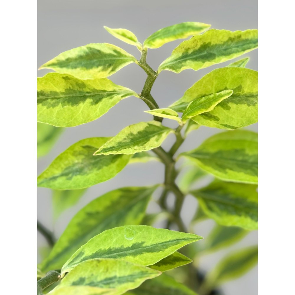 Euphorbia Tithymaloides 'Variegated Devil's Backbone' 4"  Stayin' Alive  Succulents