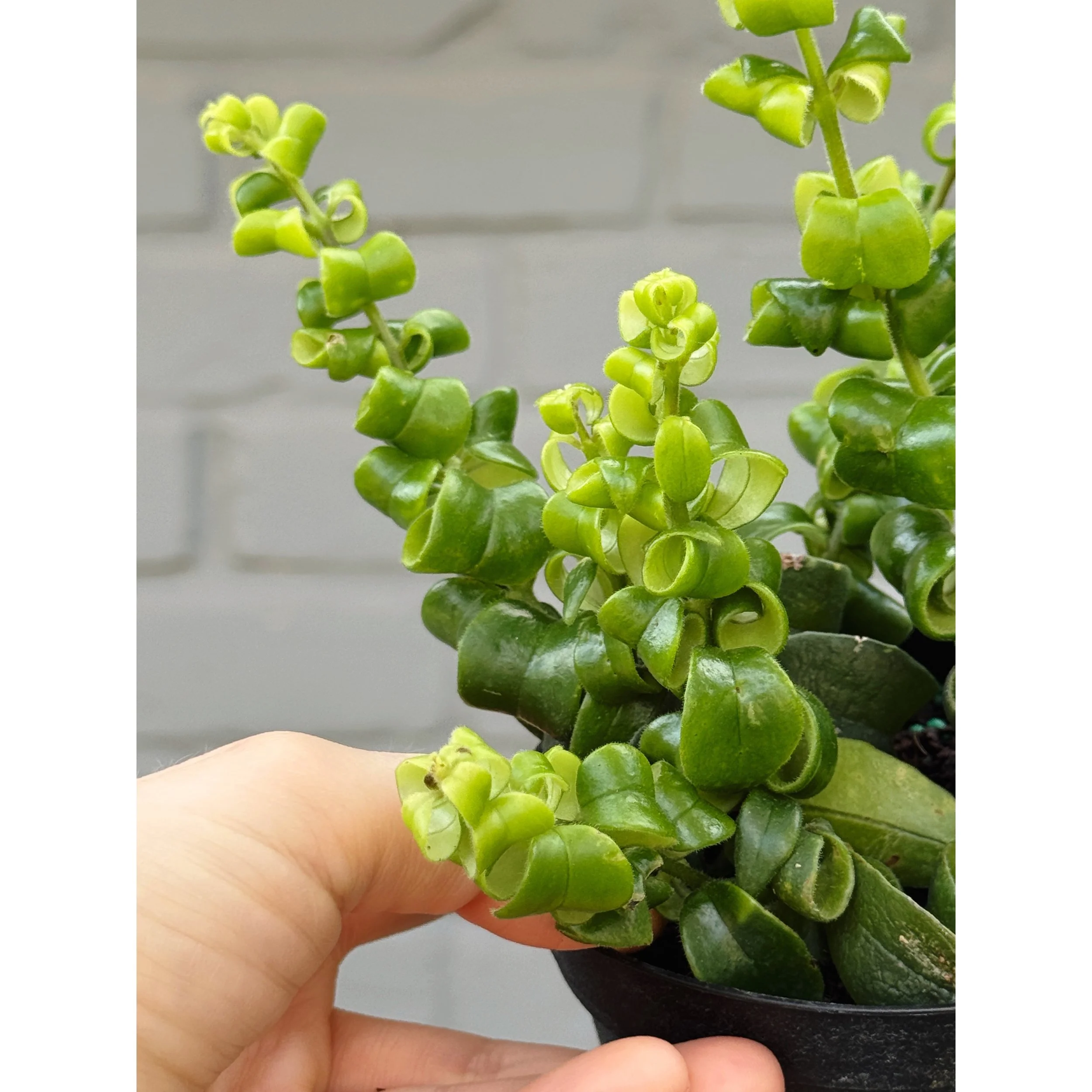 Aeschynanthus Radicans 'Curly Lipstick Plant'
