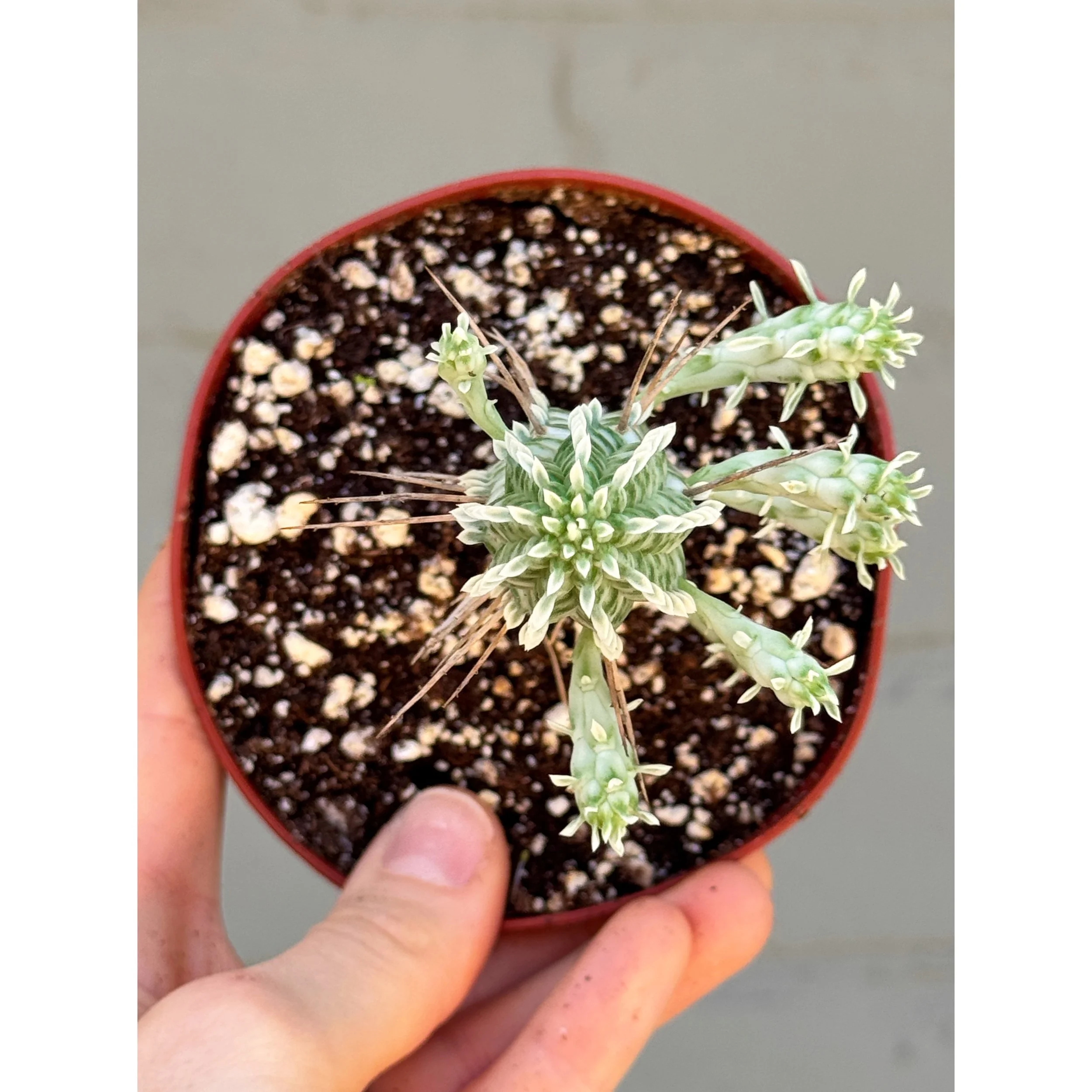 Euphorbia Mammillaris Variegata - Indian Corn Cob Cactus