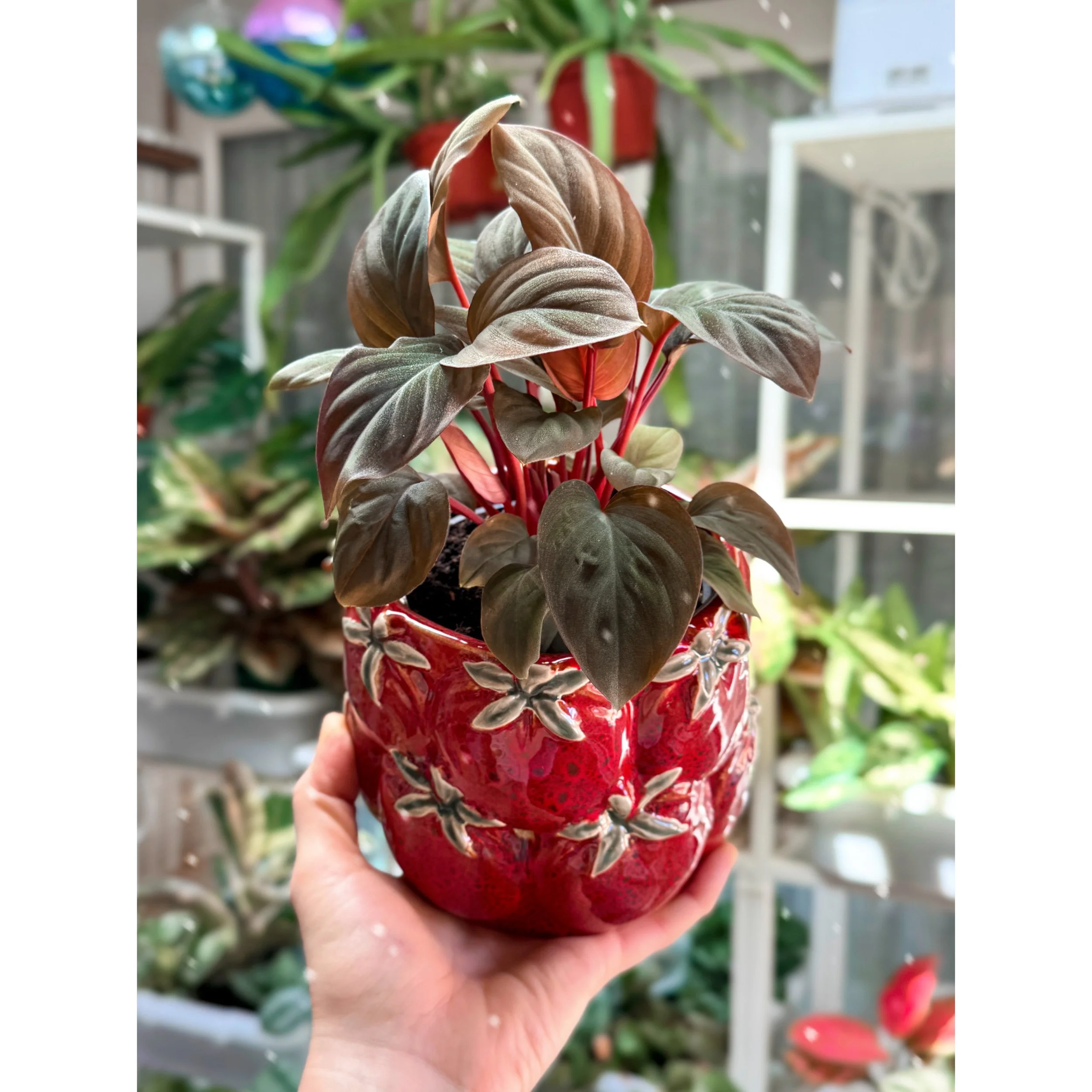 Homalomena 'Red Spot' in Tomato Pot