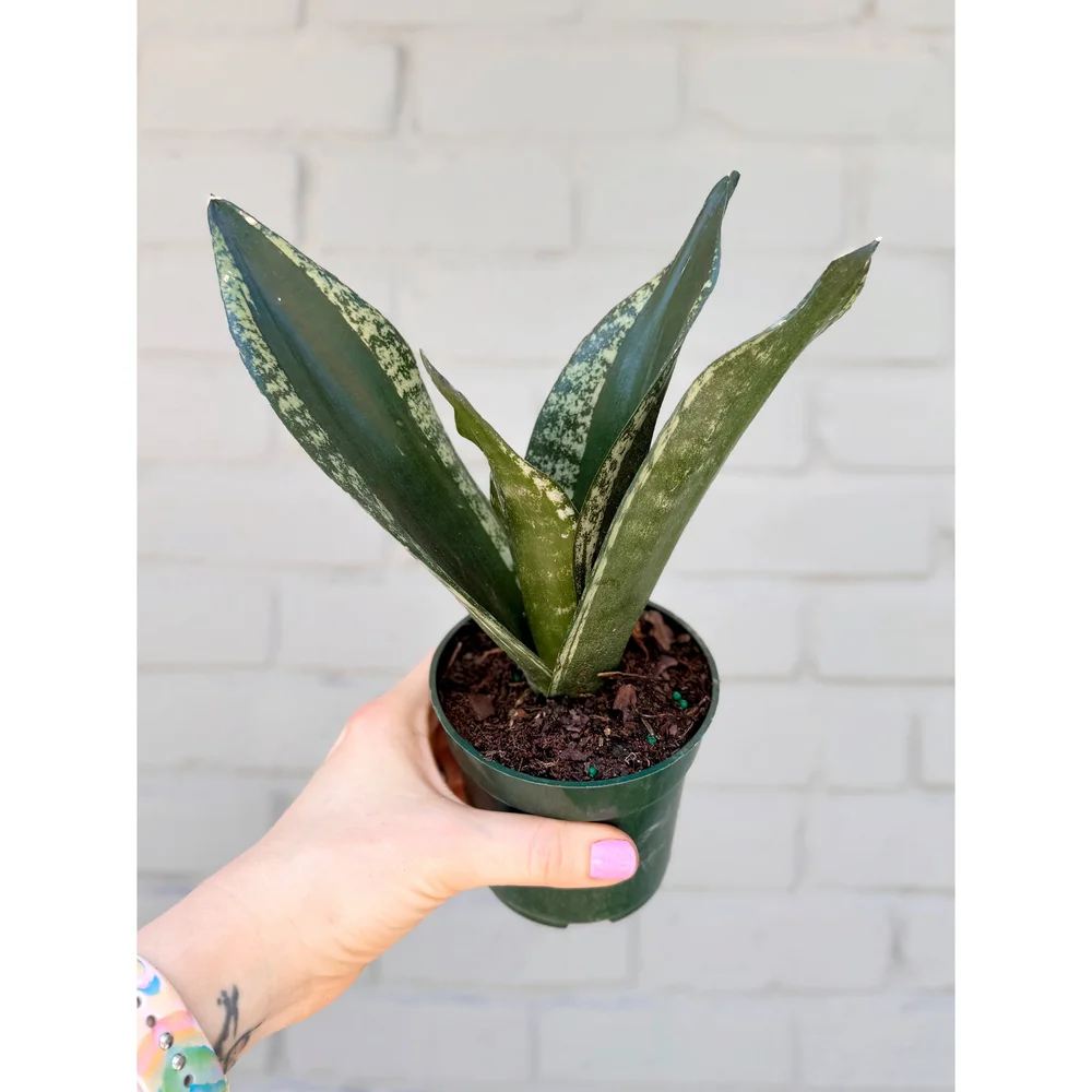 Sansevieria 'Whitney' — Stayin' Alive Succulents