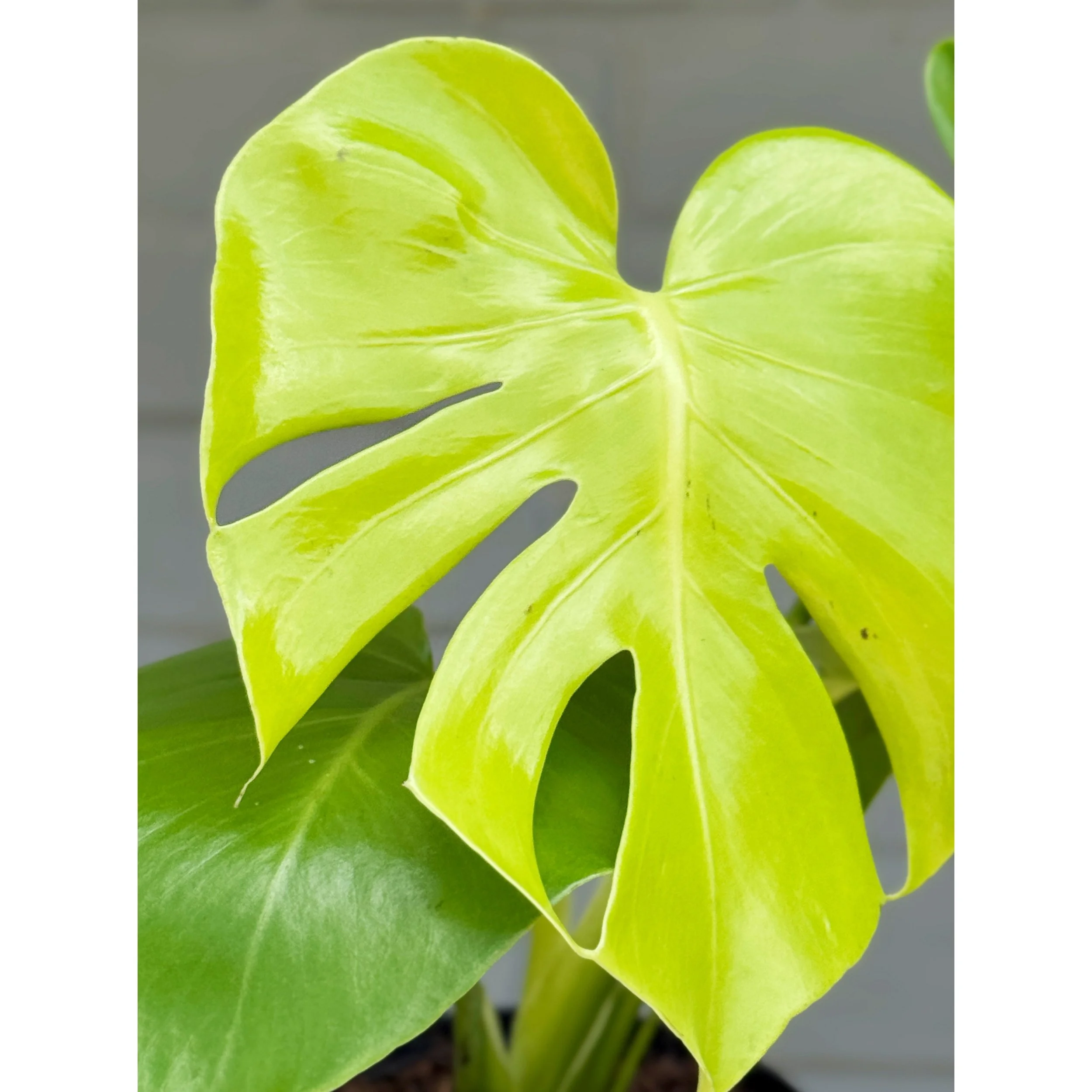 Monstera Golden Compact