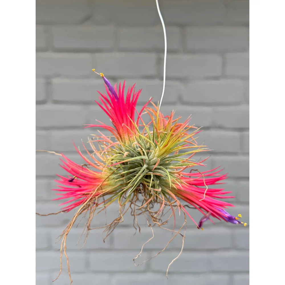 Tillandsia Ionantha Special Selection 速達 Tillandsia ionantha 'Sumo Size' White – Rainforest Flora