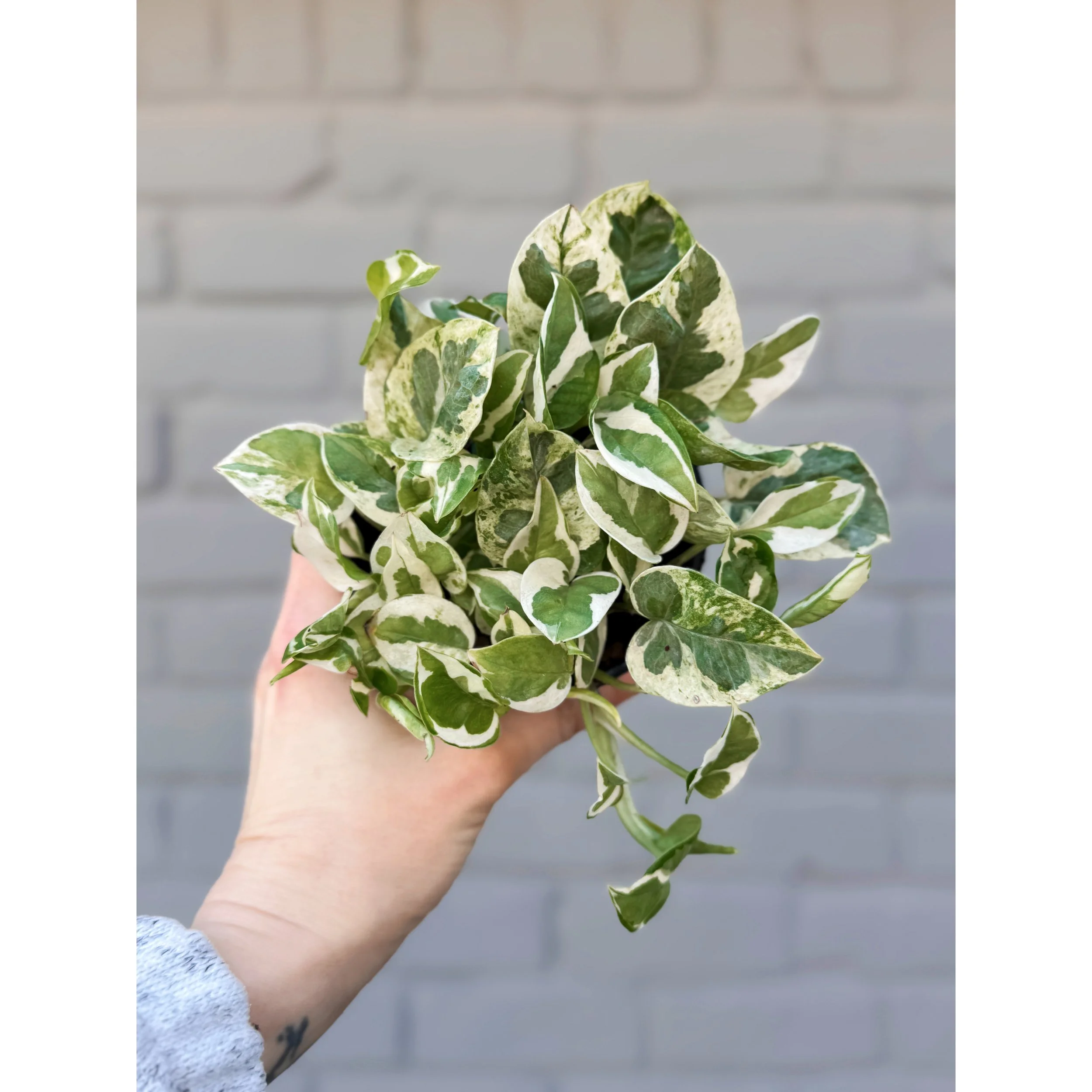 Pothos 'Pearls and Jade' 4"