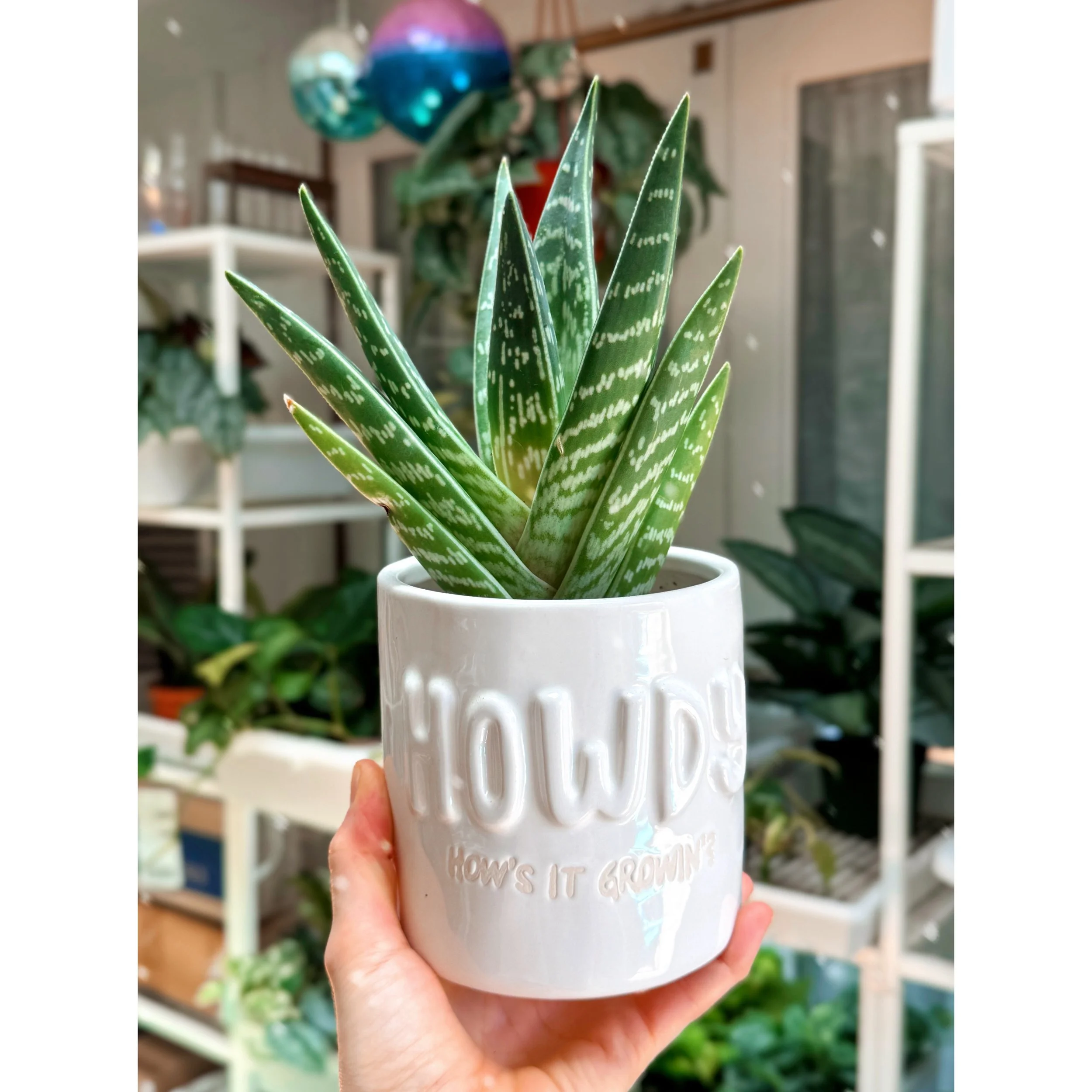 Pheasant Breast Aloe in Howdy Planter