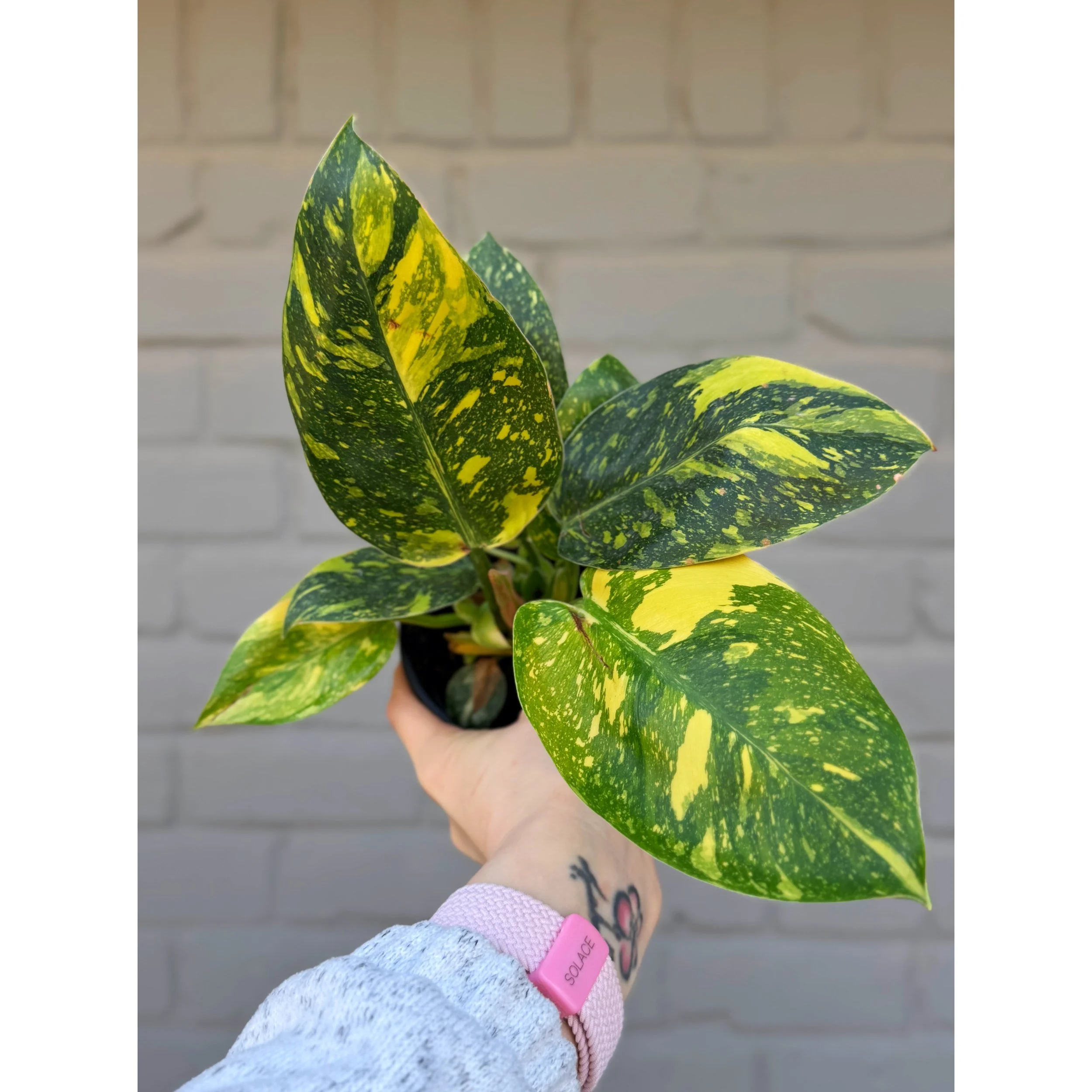 Philodendron Green Congo 'Nuclear' (aka ‘Copper Flame’)