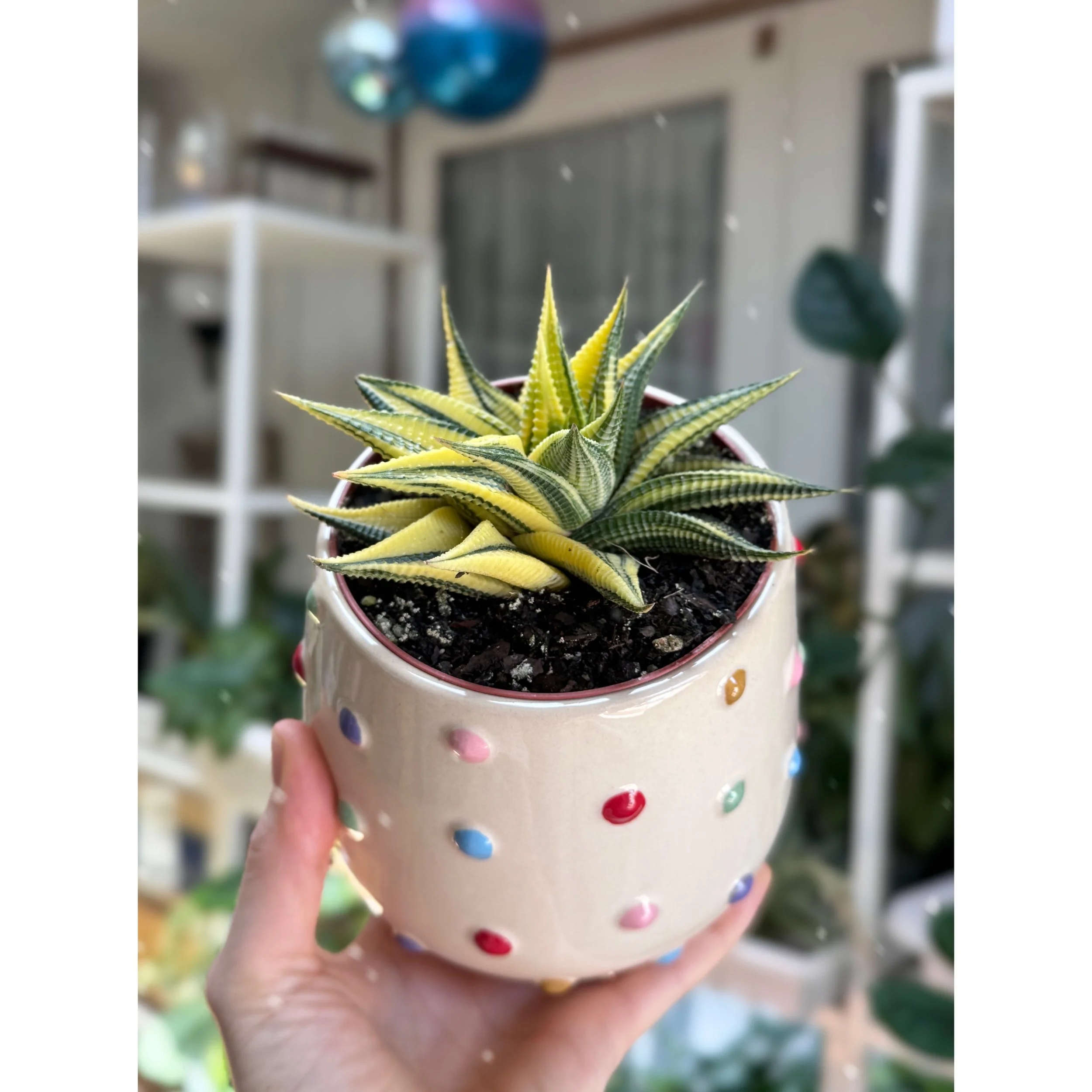 Haworthia Variegated Limifolia in Rainbow Dot Pot