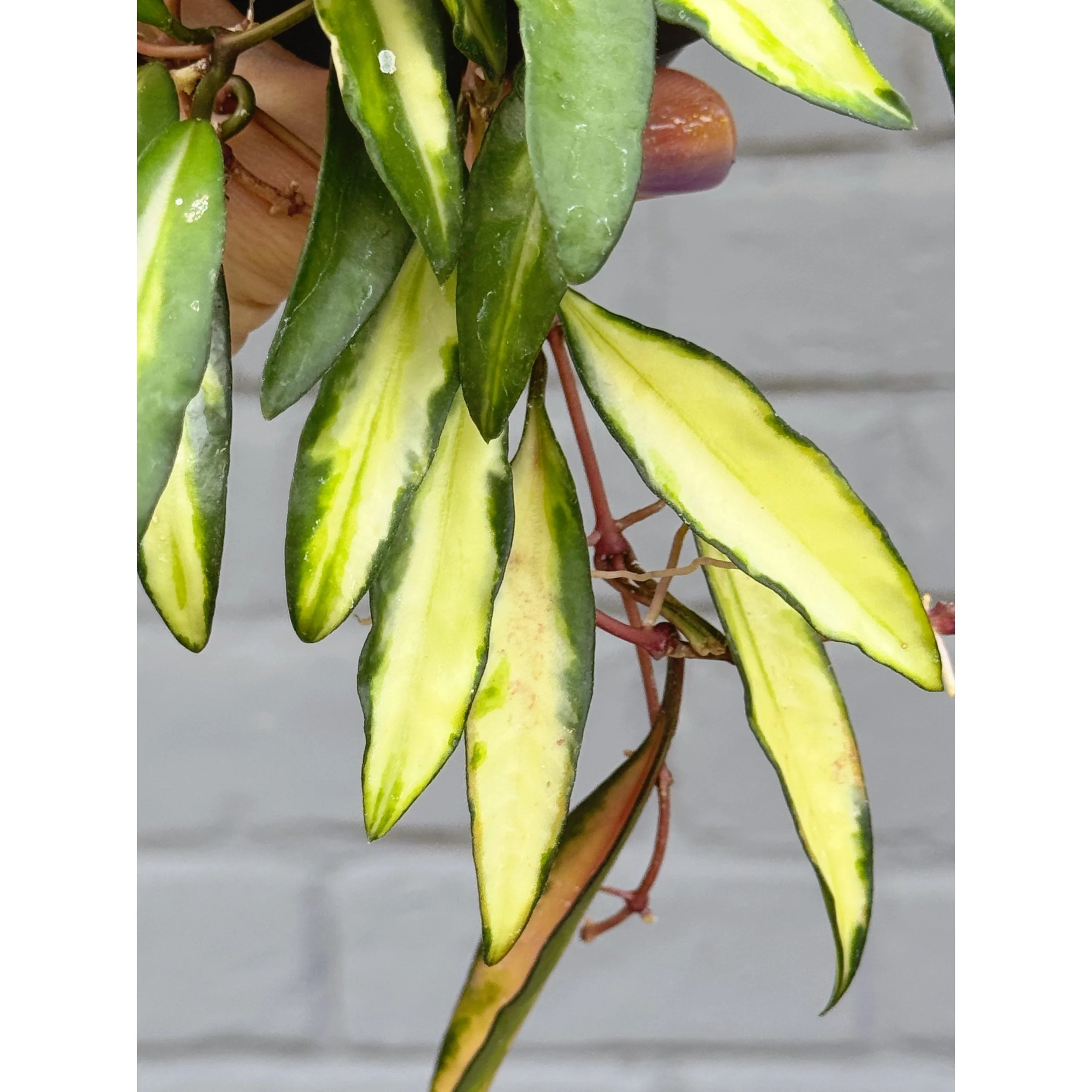 Hoya Variegated Wayetii