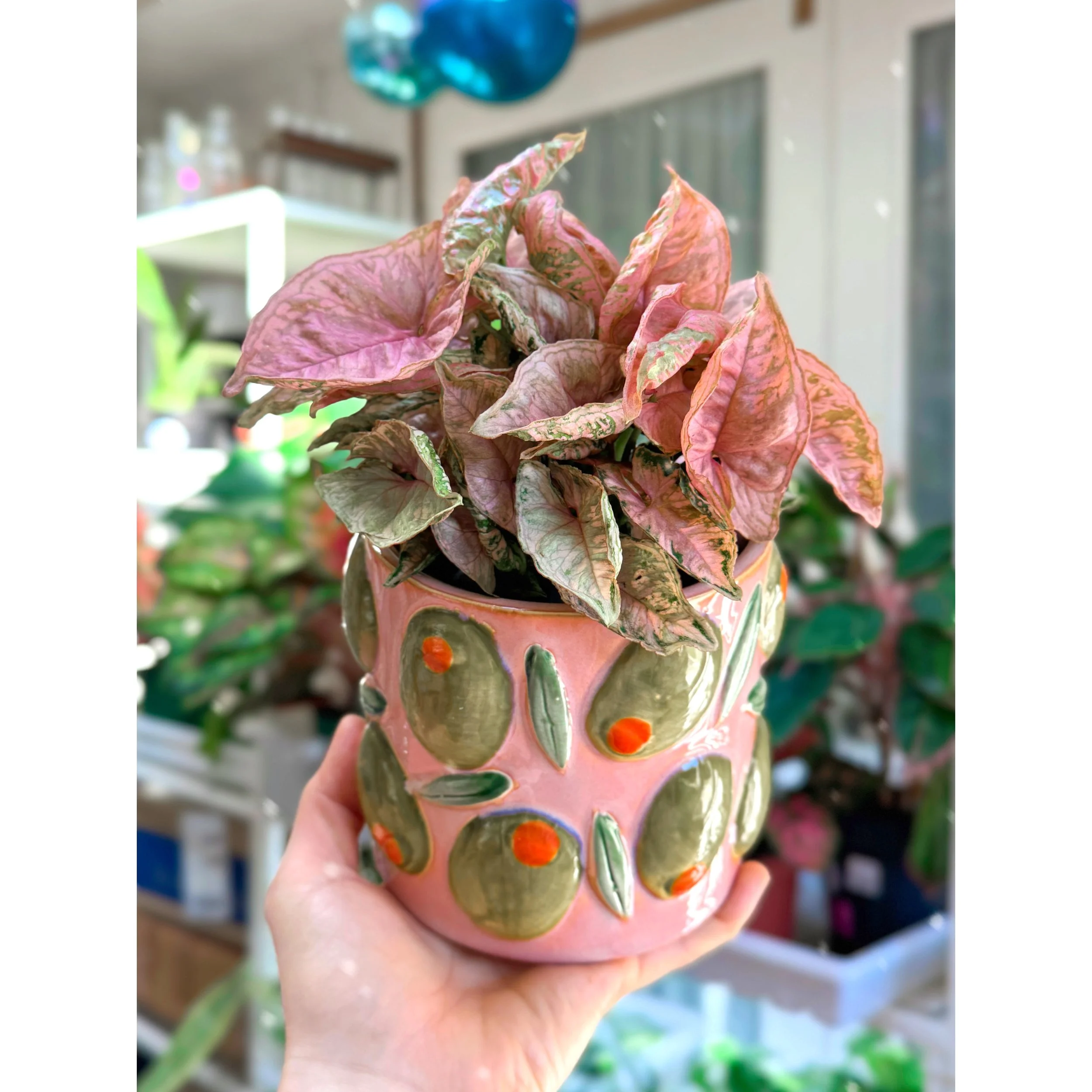 Syngonium 'Pink Rolli' in Olive Cucina Pot