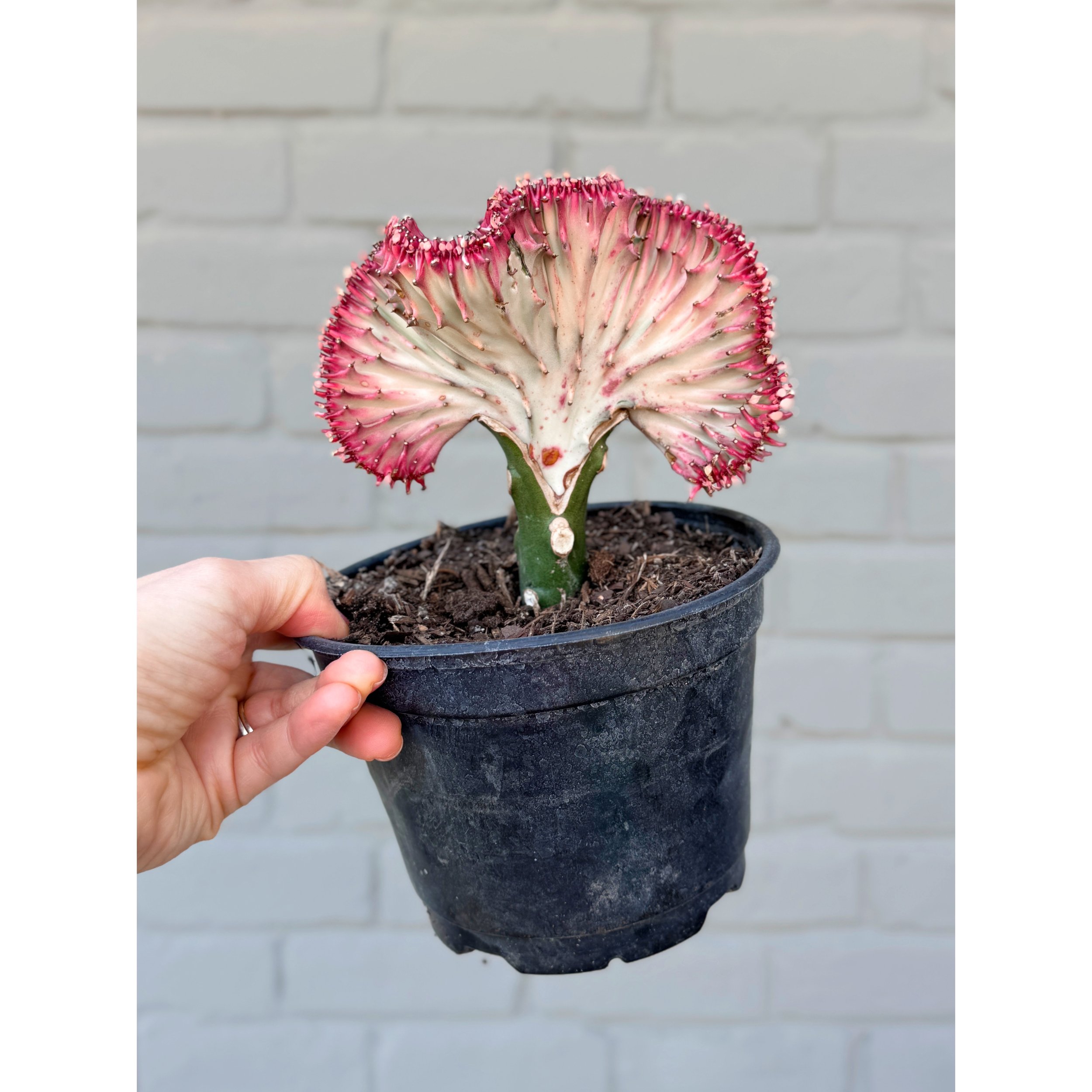 Grafted Coral Cactus 'Mermaid Tail' Hot pink
