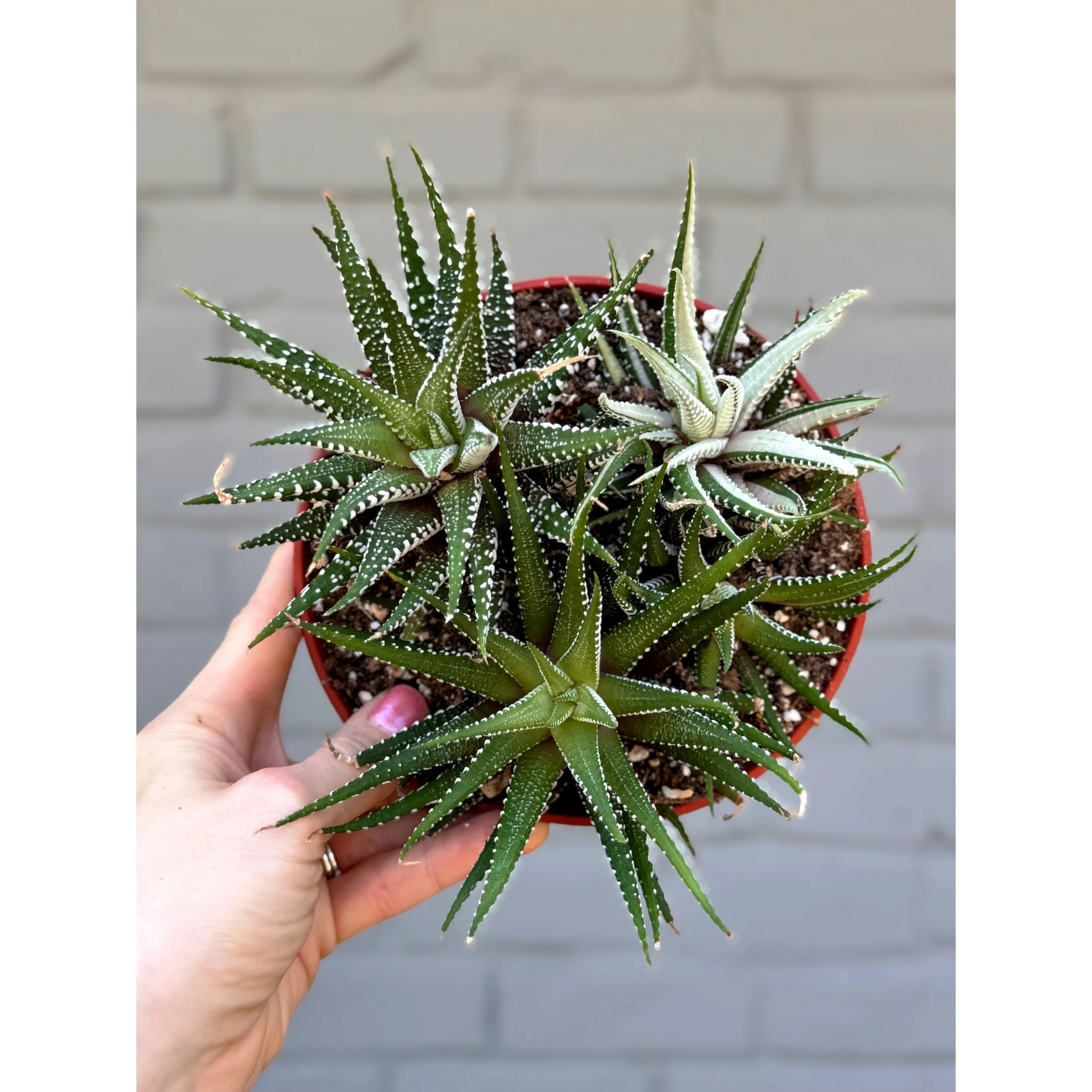 Haworthia Fasciata Mixed Variegated Pot