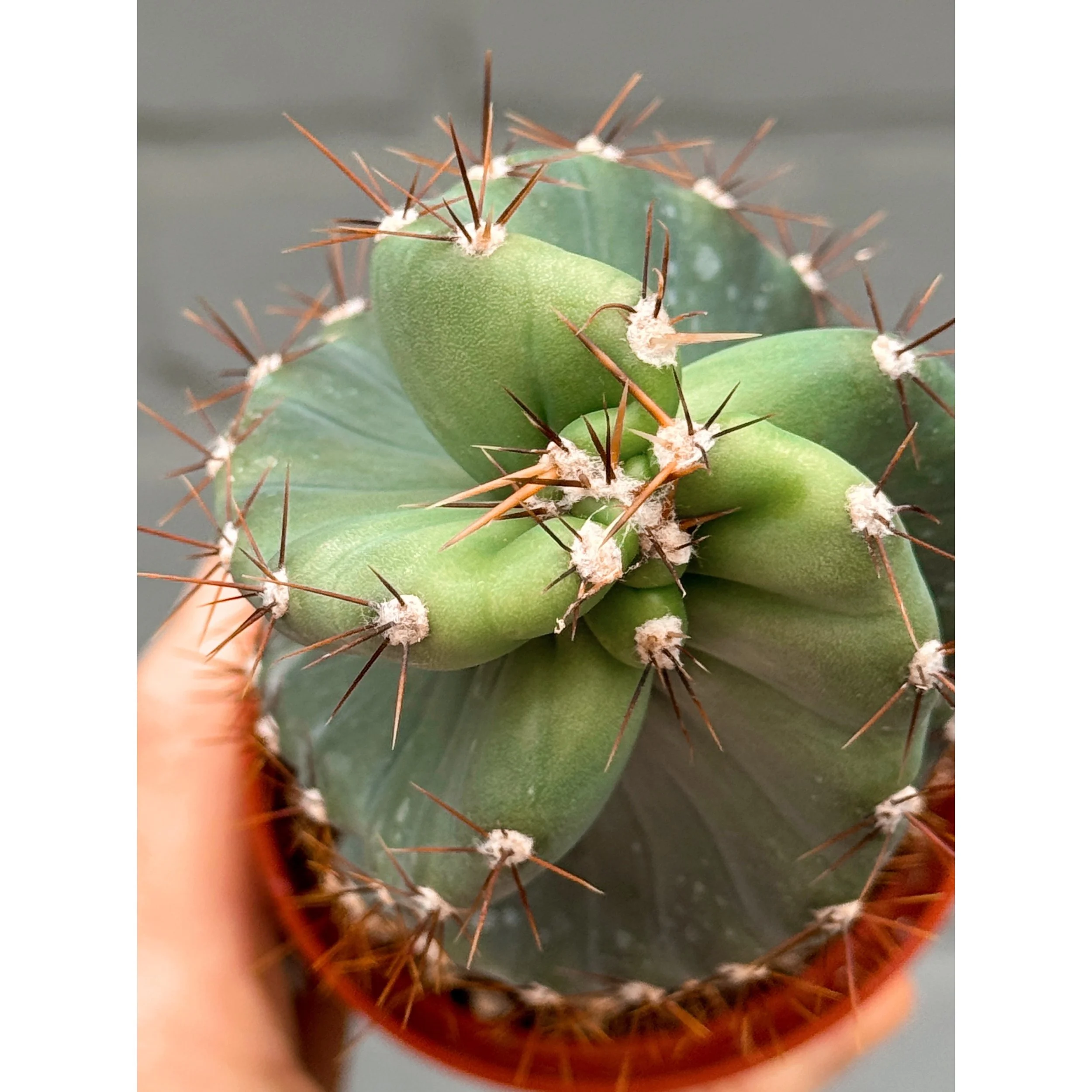 Cereus Forbesii 'Spiralis' - Spiral Cactus
