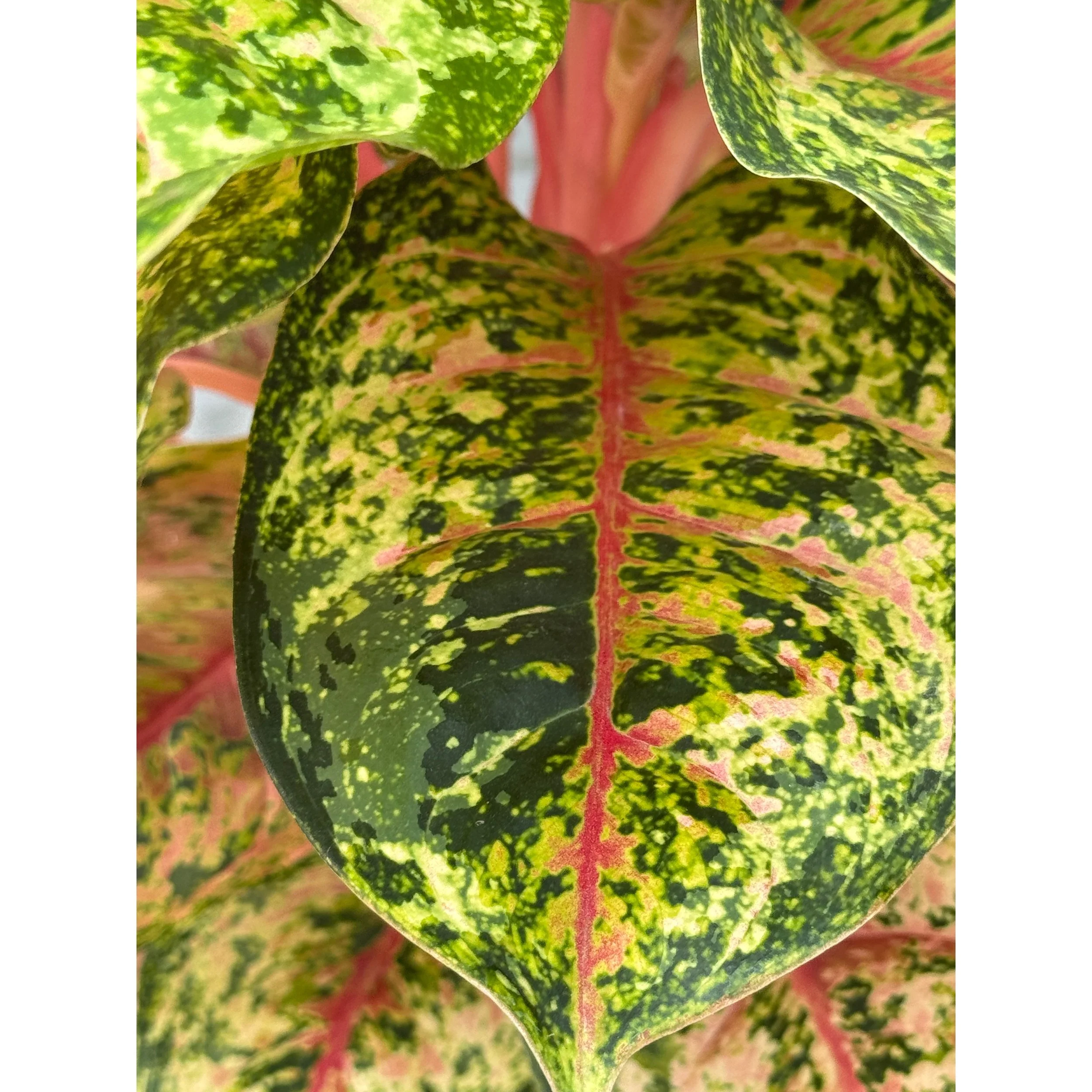Aglaonema Hybrid 'Crosby's Christmas'