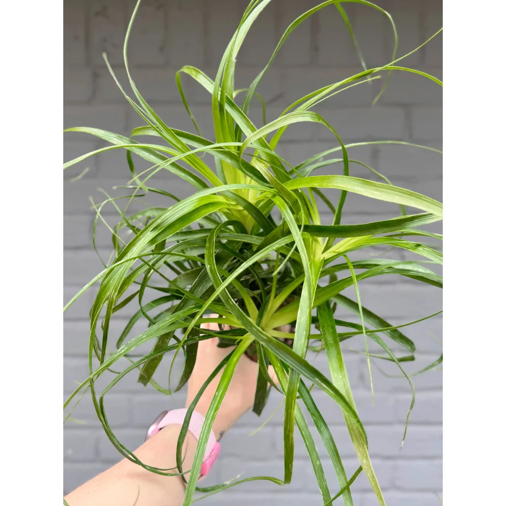 Beaucarnea Recurvata Ponytail Palm 4"  Stayin' Alive Succulents