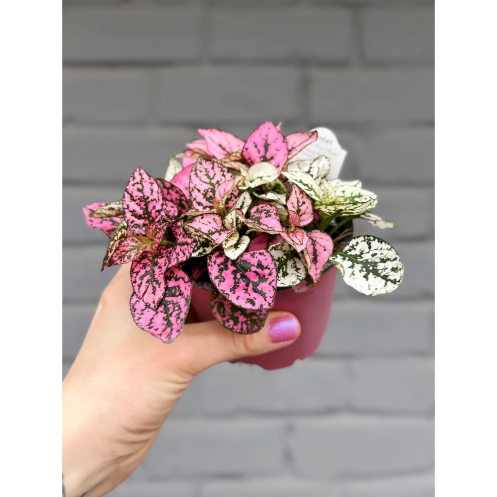 Hypoestes Phyllostachya Splash 'Polka Dot Plant' (Pink and White
