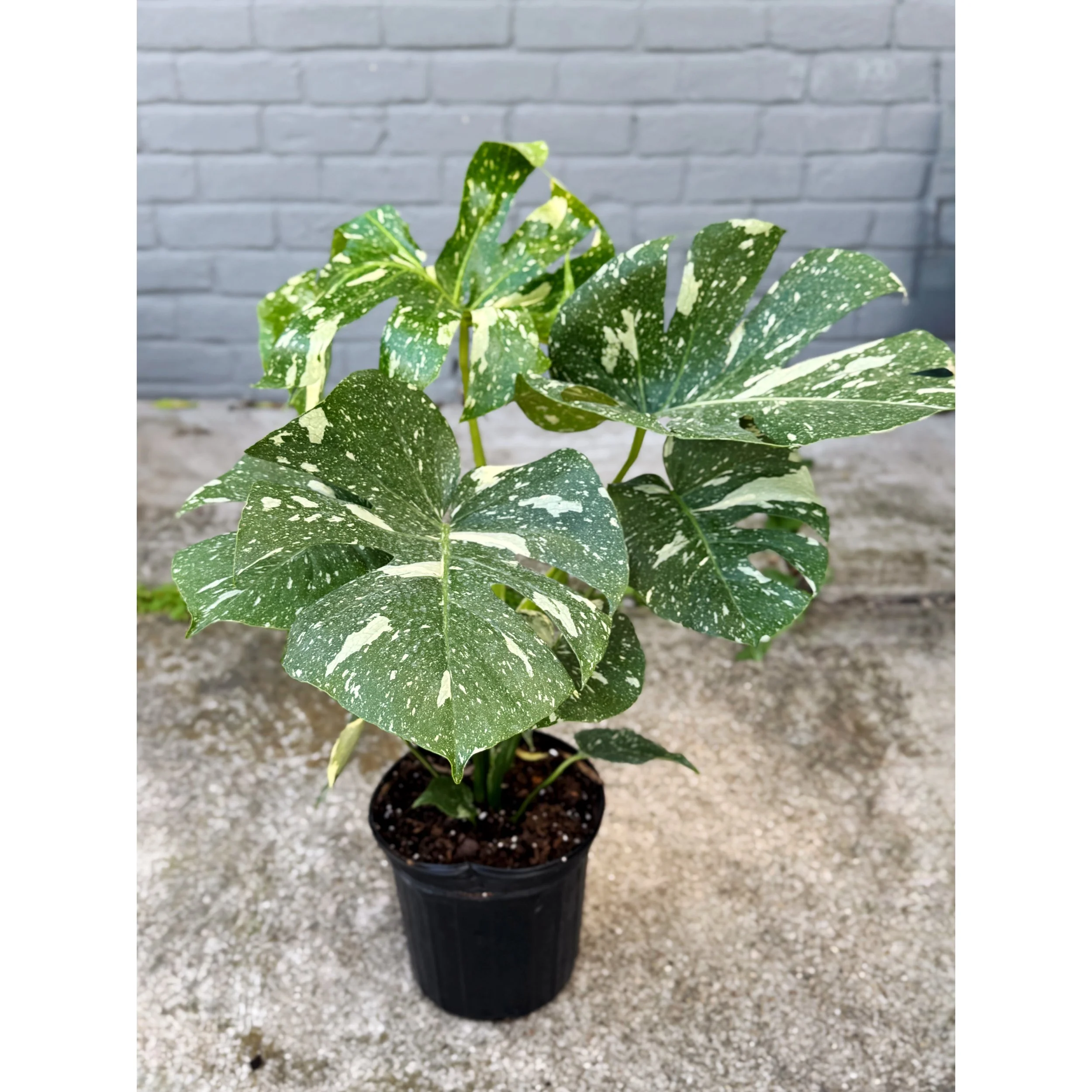 Monstera 'Thai Constellation' 8"