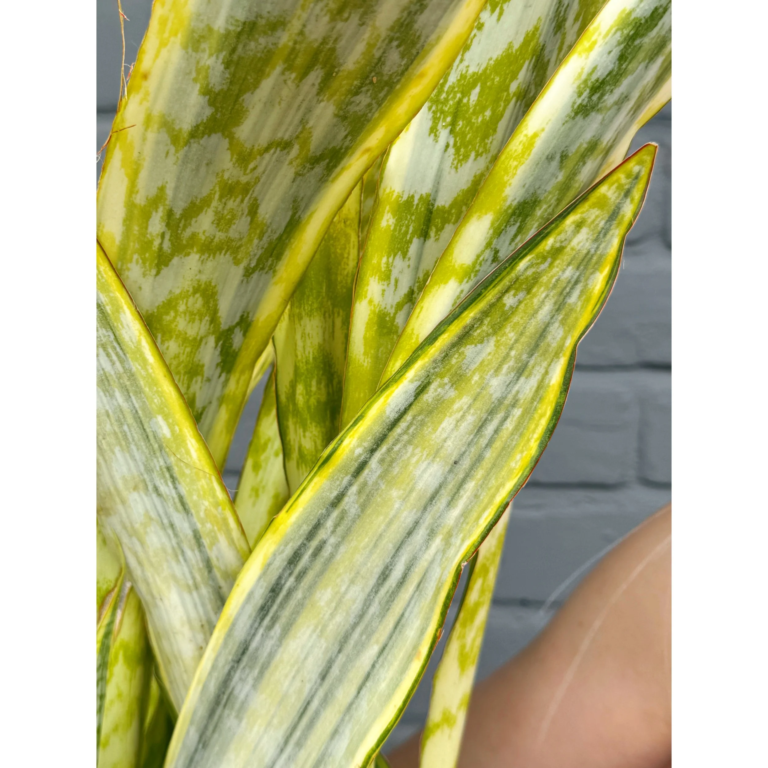 Sansevieria Aubrytiana 'Lauren'