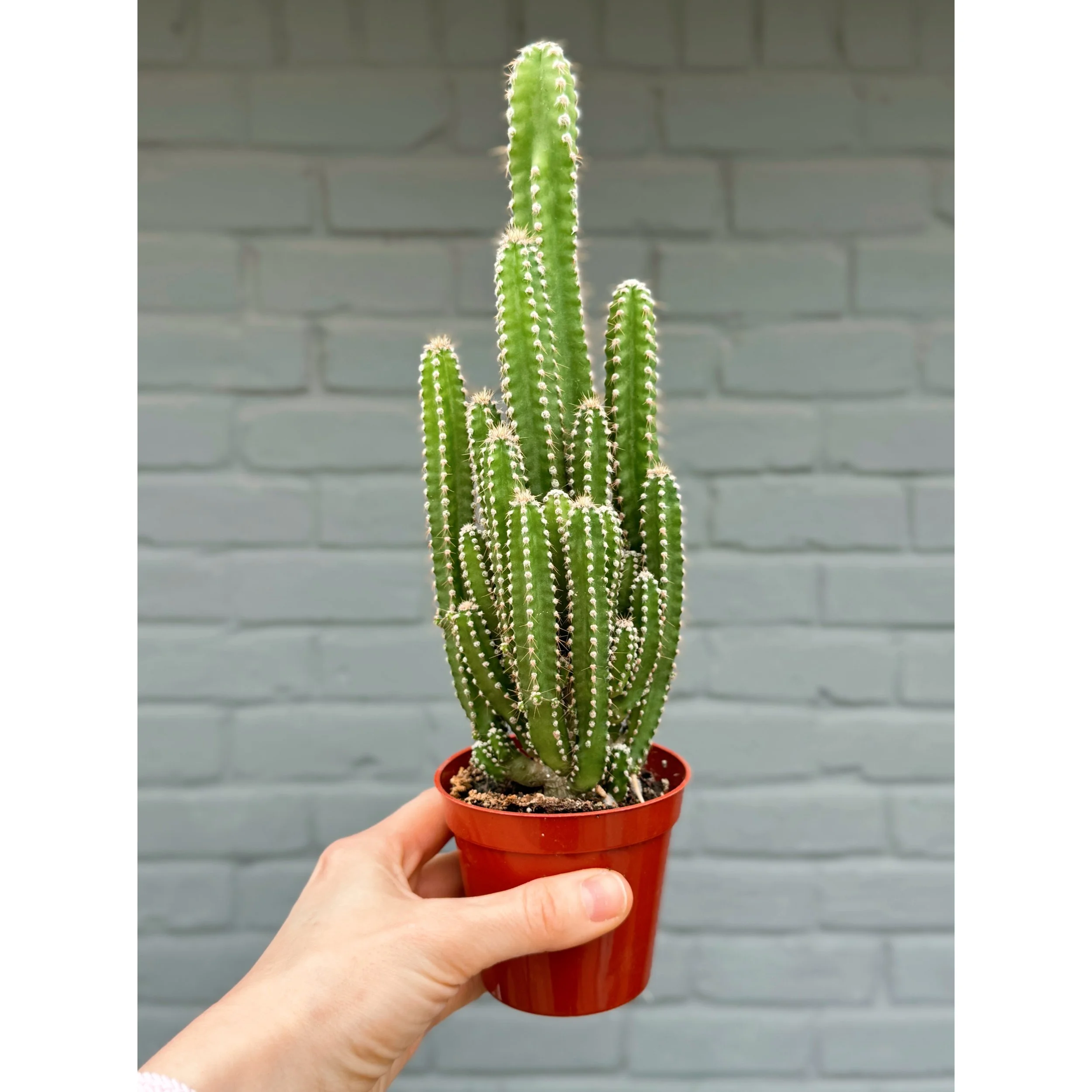 Acanthocereus Tetragonus Monstrose 'Fairy Castle Cactus'