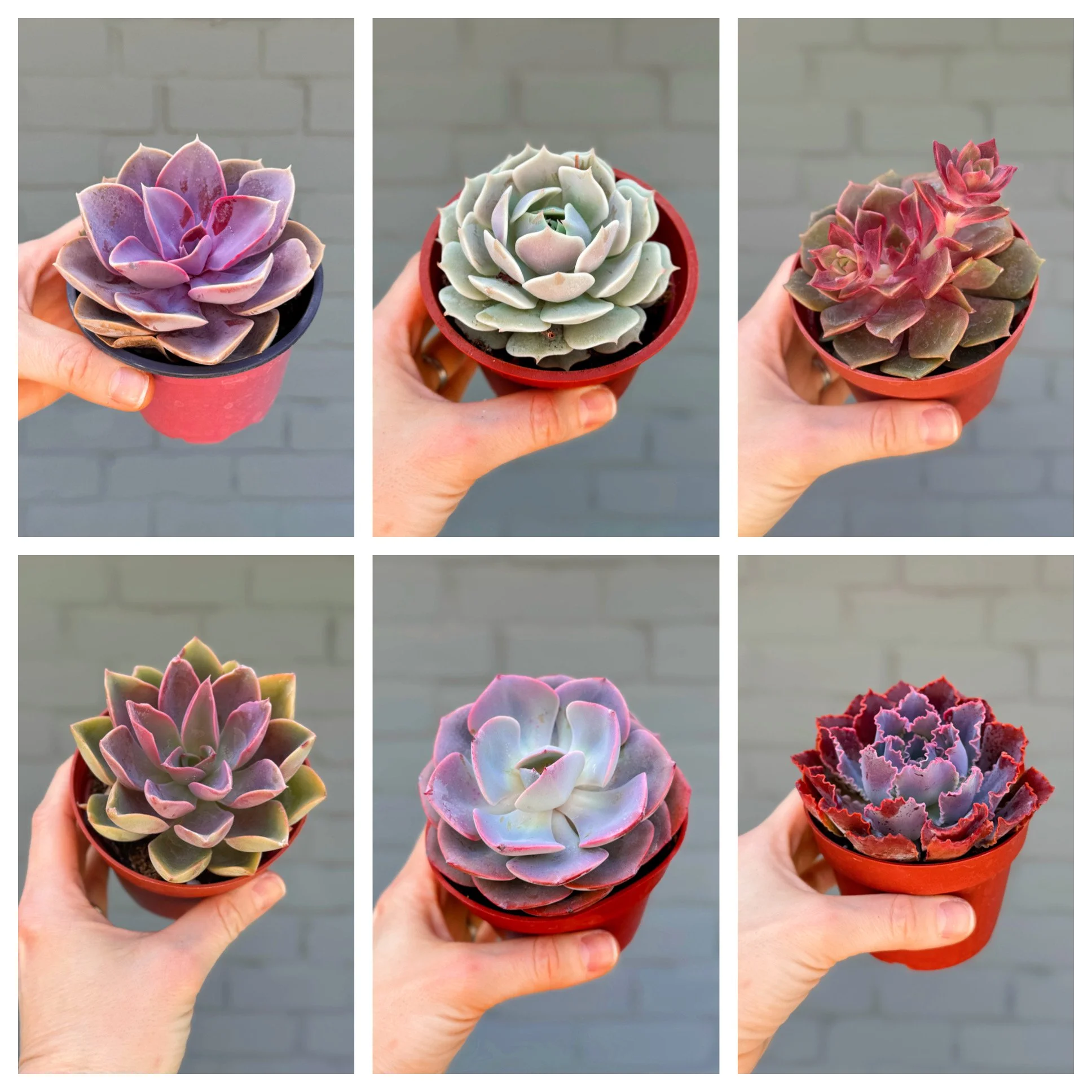 Assorted Colorful Succulents 4"