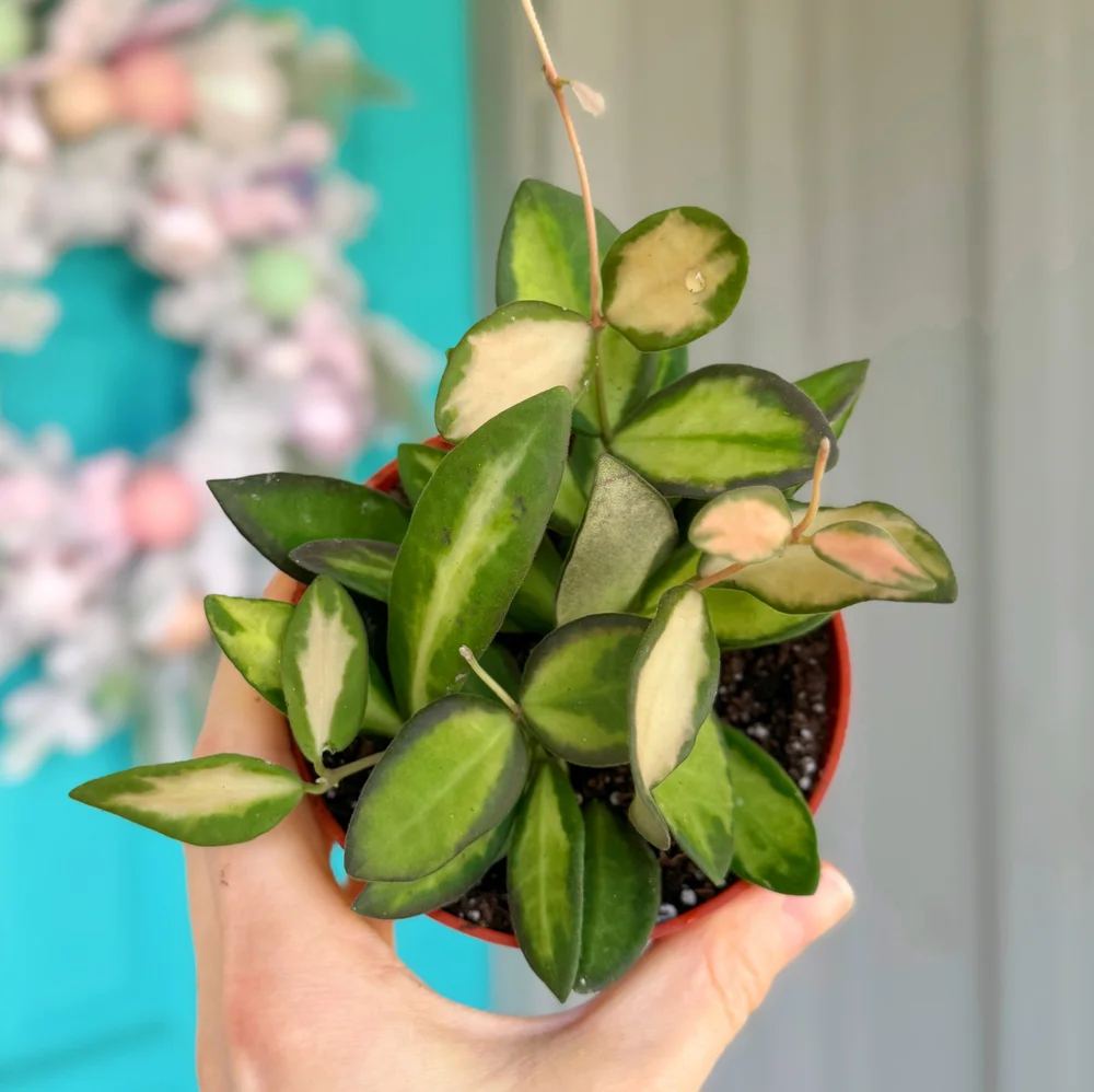 DOORBUSTER: Hoya Variegated Burtoniae 4” — Stayin' Alive Succulents