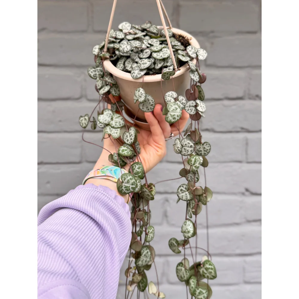 Ceropegia Woodii 'String of Hearts' 4.5