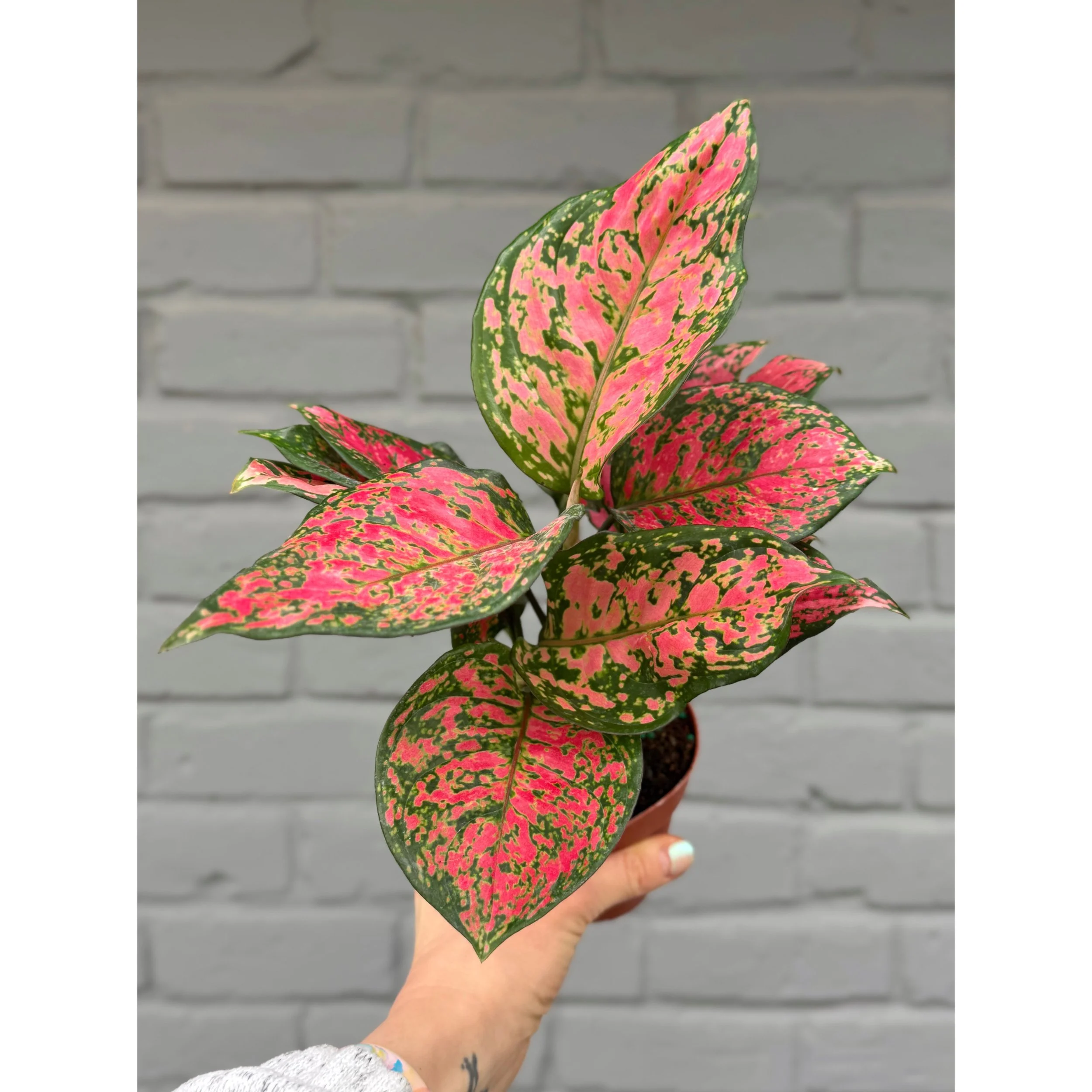 Aglaonema Hybrid 'Red Heart'