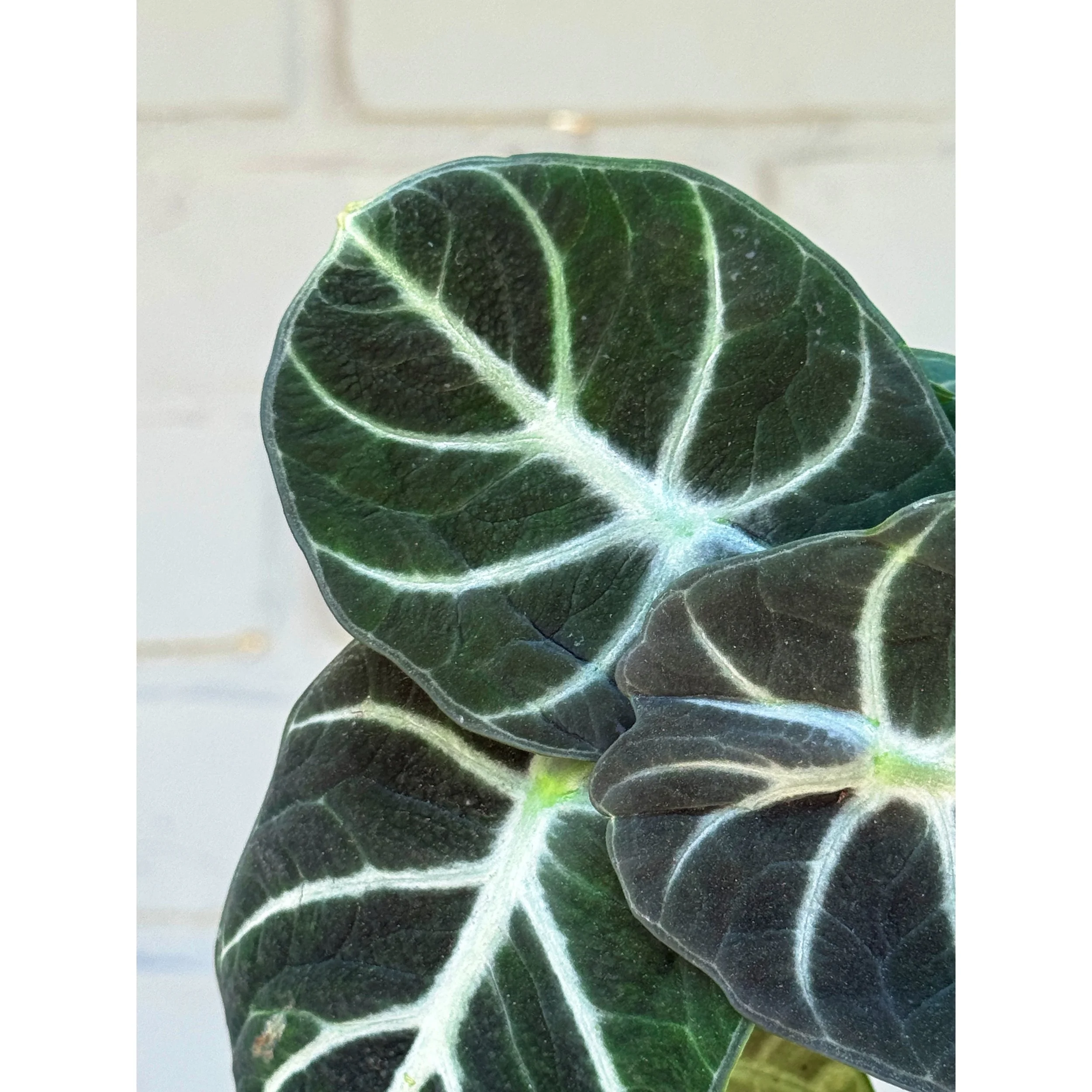 Alocasia 'Ninja'