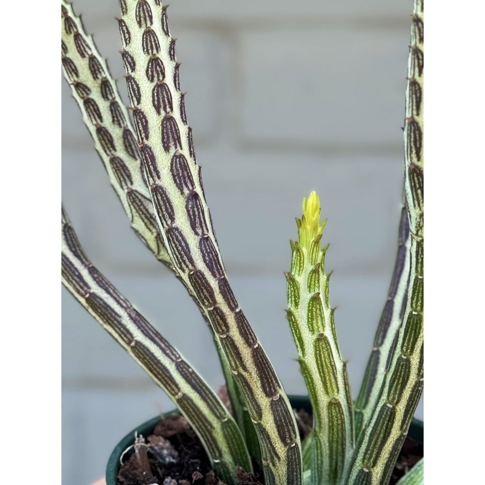 Senecio Stapeliiformis 'Pickle Plant' 4"  Stayin' Alive Succulents