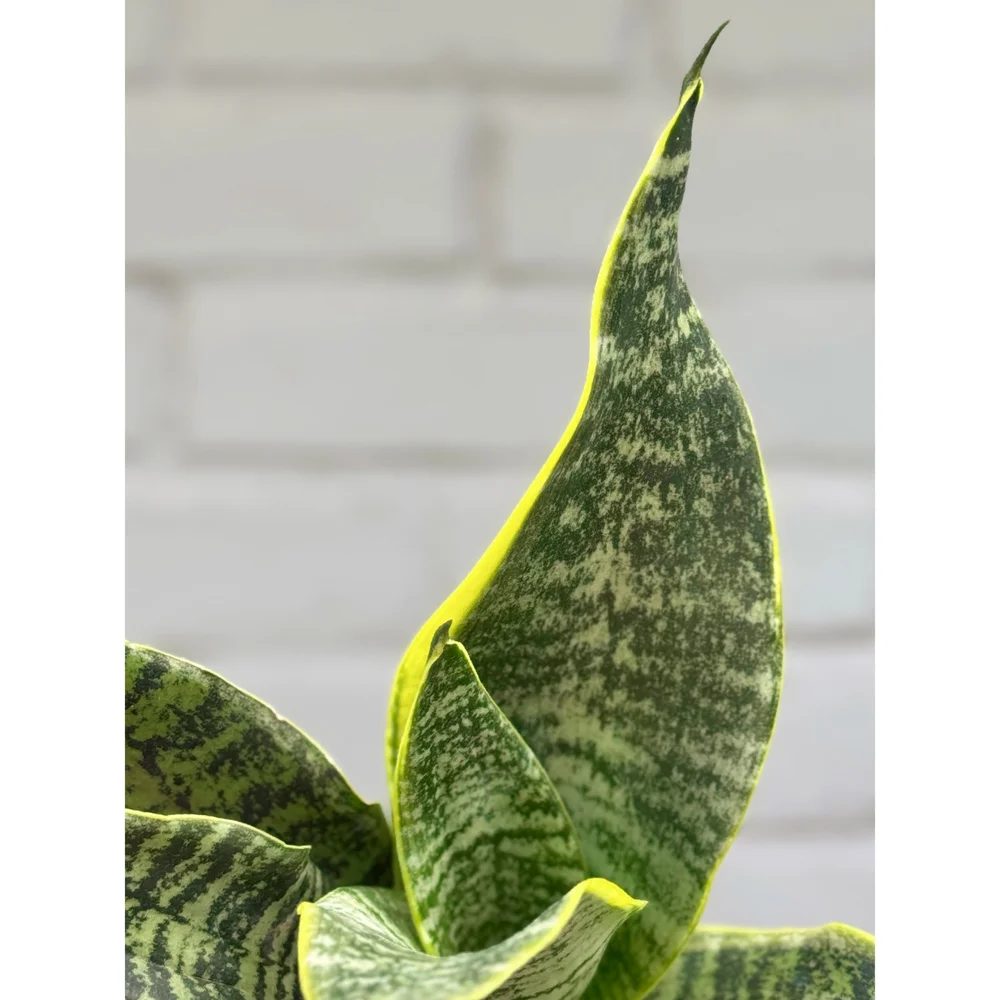 Sansevieria Robusta 'Golden Edge' 4