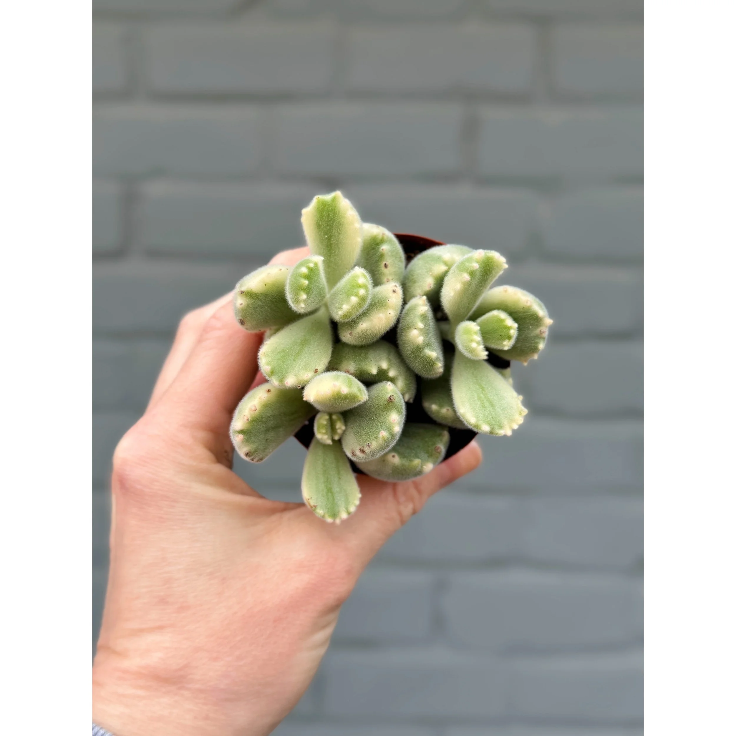 Cotyledon Tomentosa Variegated 'Bear Paw'